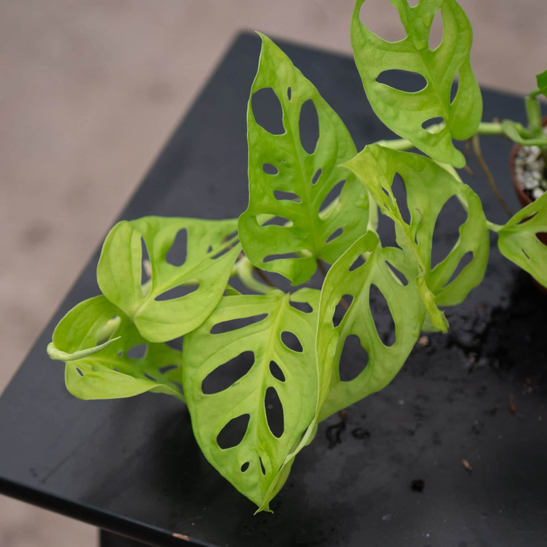 Gabriella Plants Monstera 3" Monstera adansonii 'Neon'