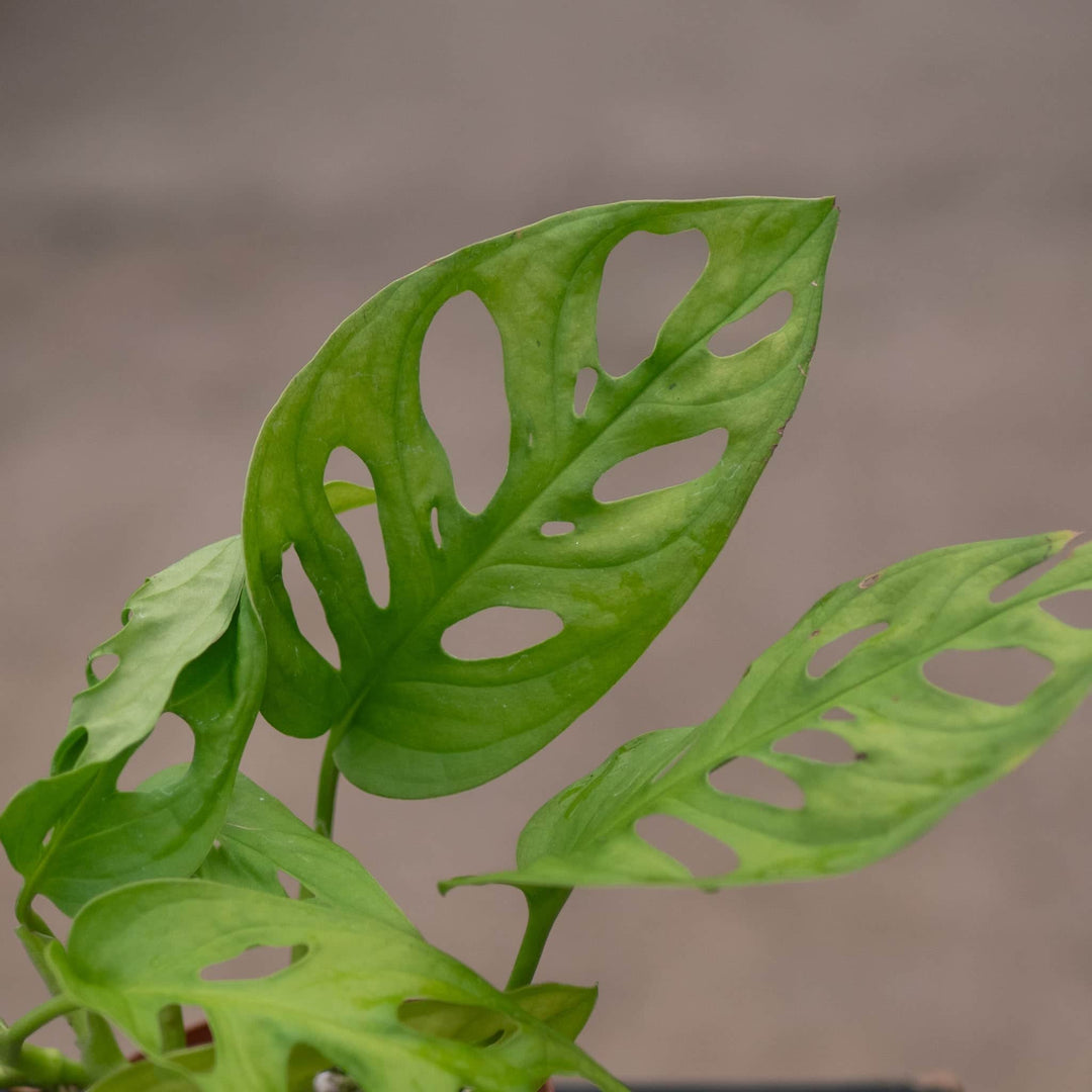 Gabriella Plants Monstera 3" Monstera adansonii 'Neon'