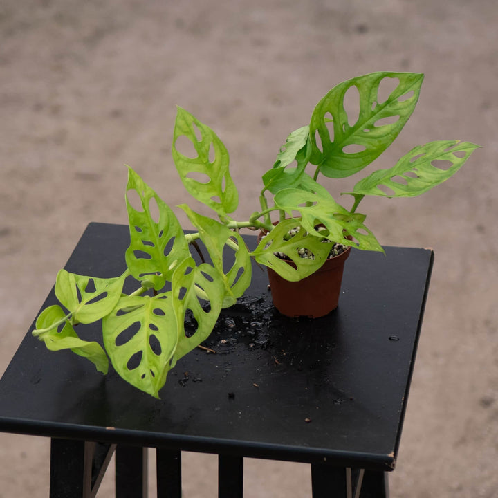 Gabriella Plants Monstera 3" Monstera adansonii 'Neon'