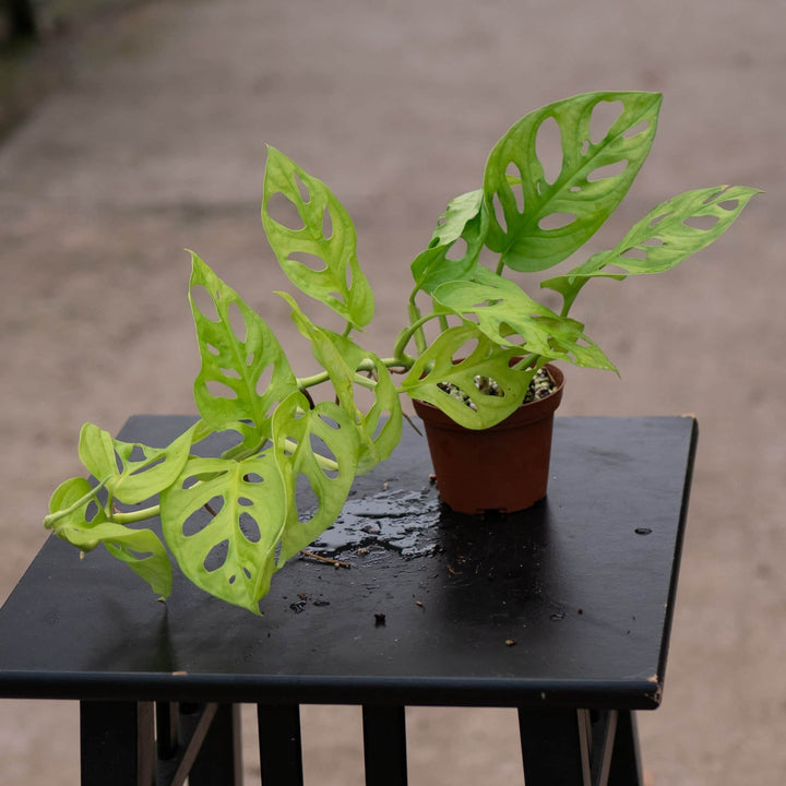 Gabriella Plants Monstera 3" Monstera adansonii 'Neon'