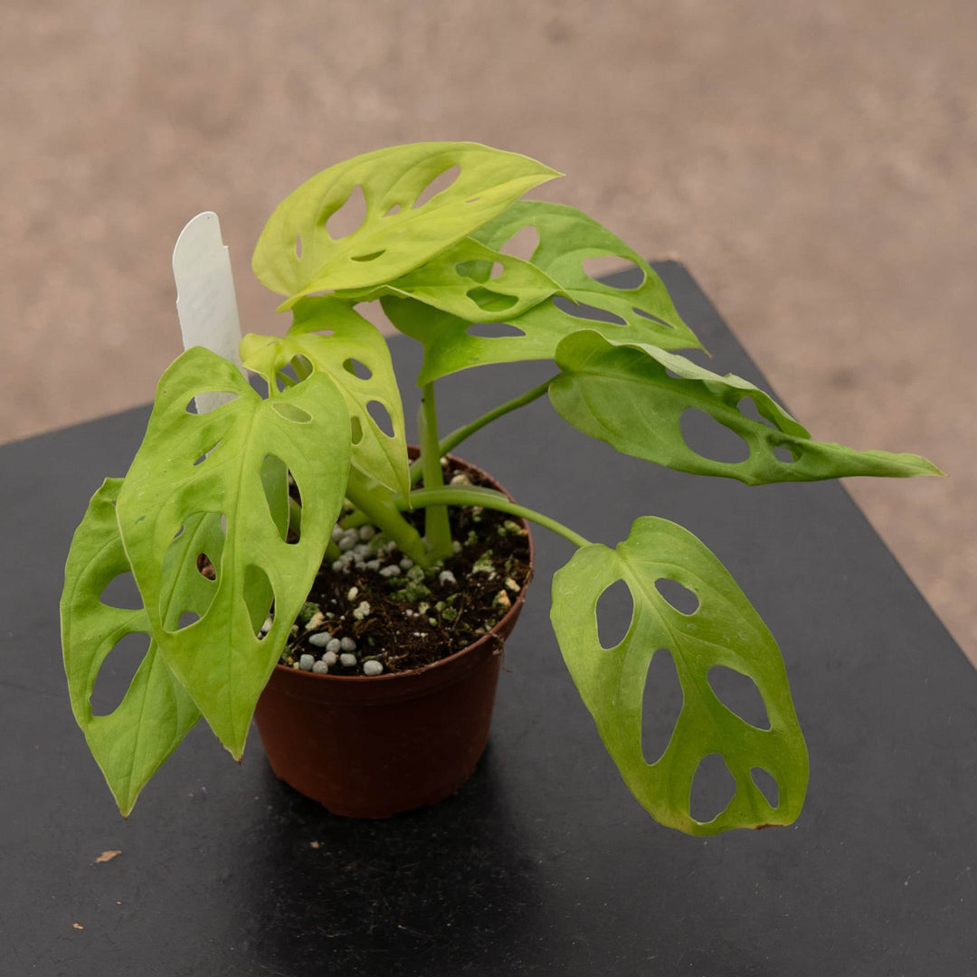 swiss cheese plant leaves yellow Monstera adansonii 'Neon'