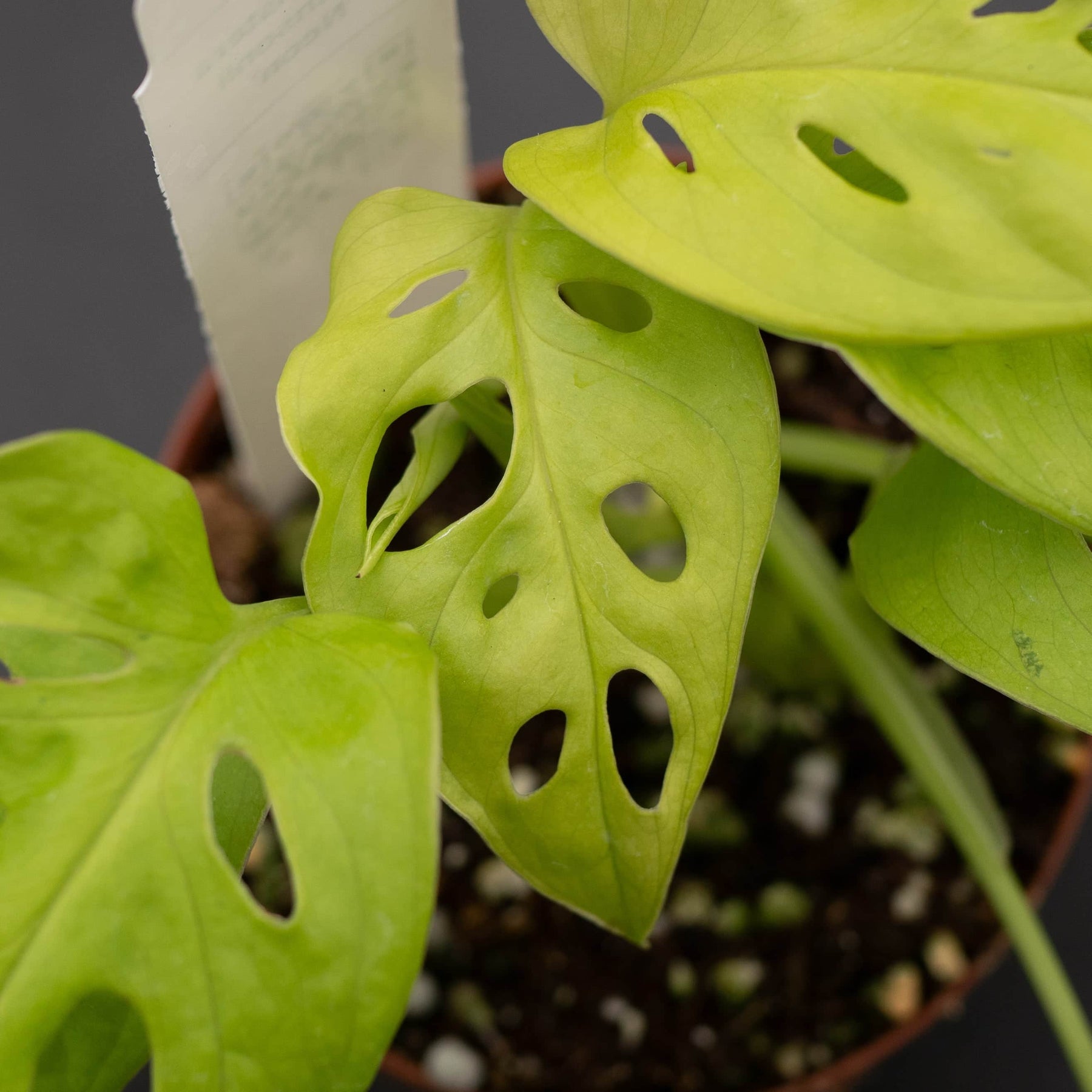 monstera adansonii new leaves brown Monstera adansonii 'Neon'