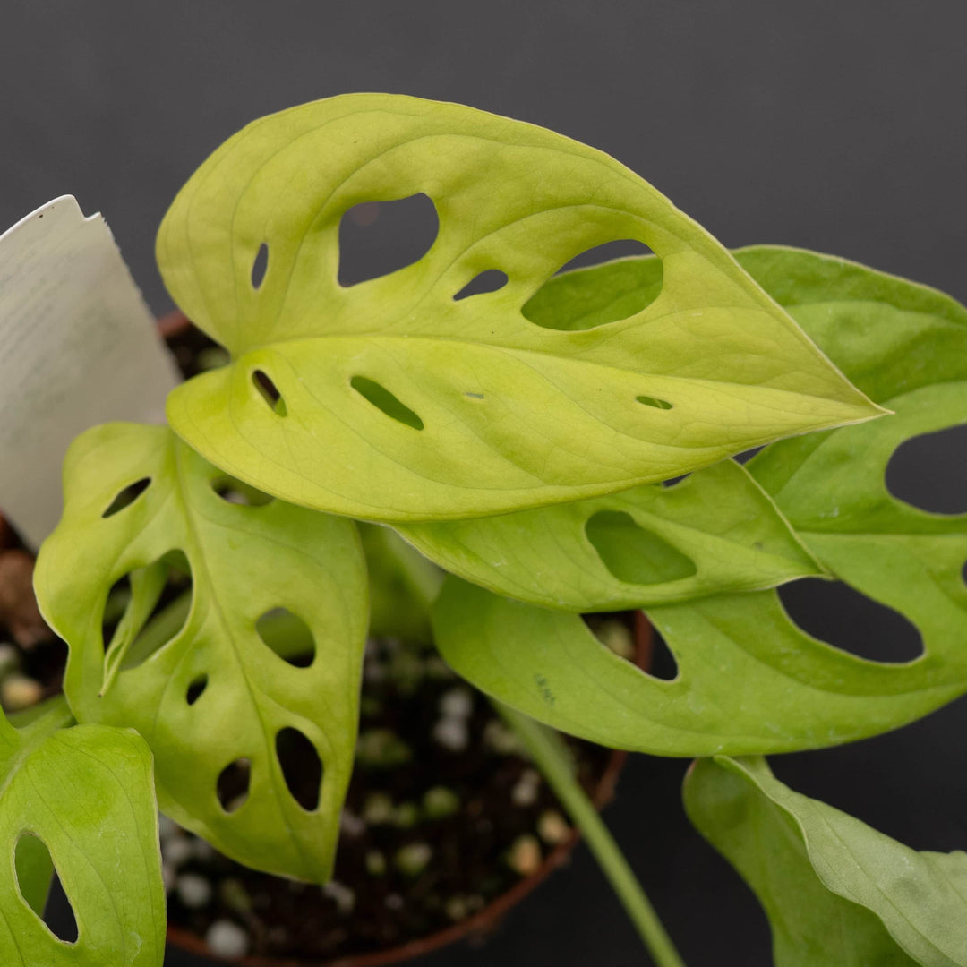 monstera adansonii yellow leaf tips Monstera adansonii 'Neon'