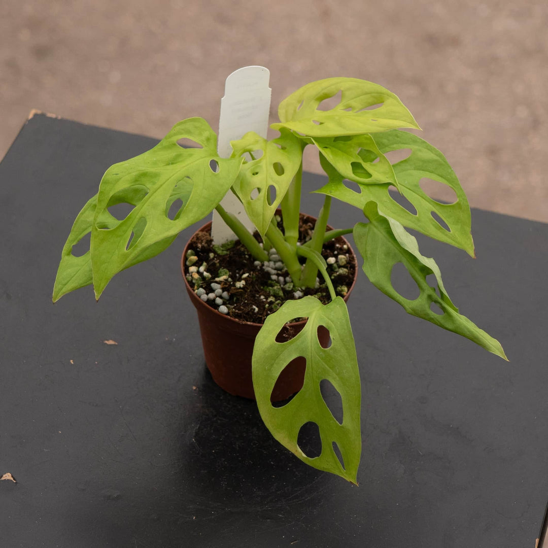 Gabriella Plants Monstera 3" Monstera adansonii 'Neon'