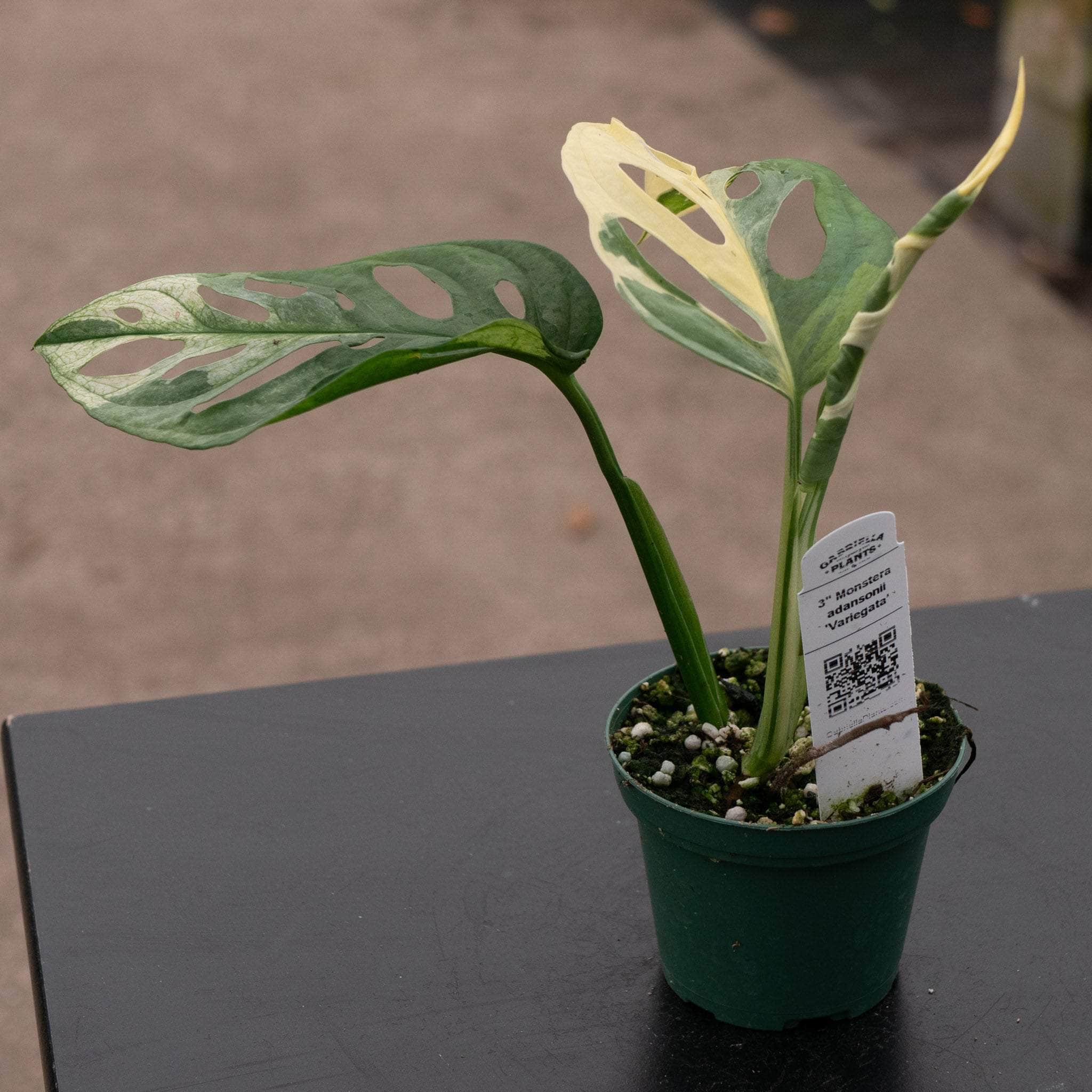 マドカズラハーフマーン斑Monstera adansonii variegata Monstera adansonii 'Variegata' - Gabriella Plants