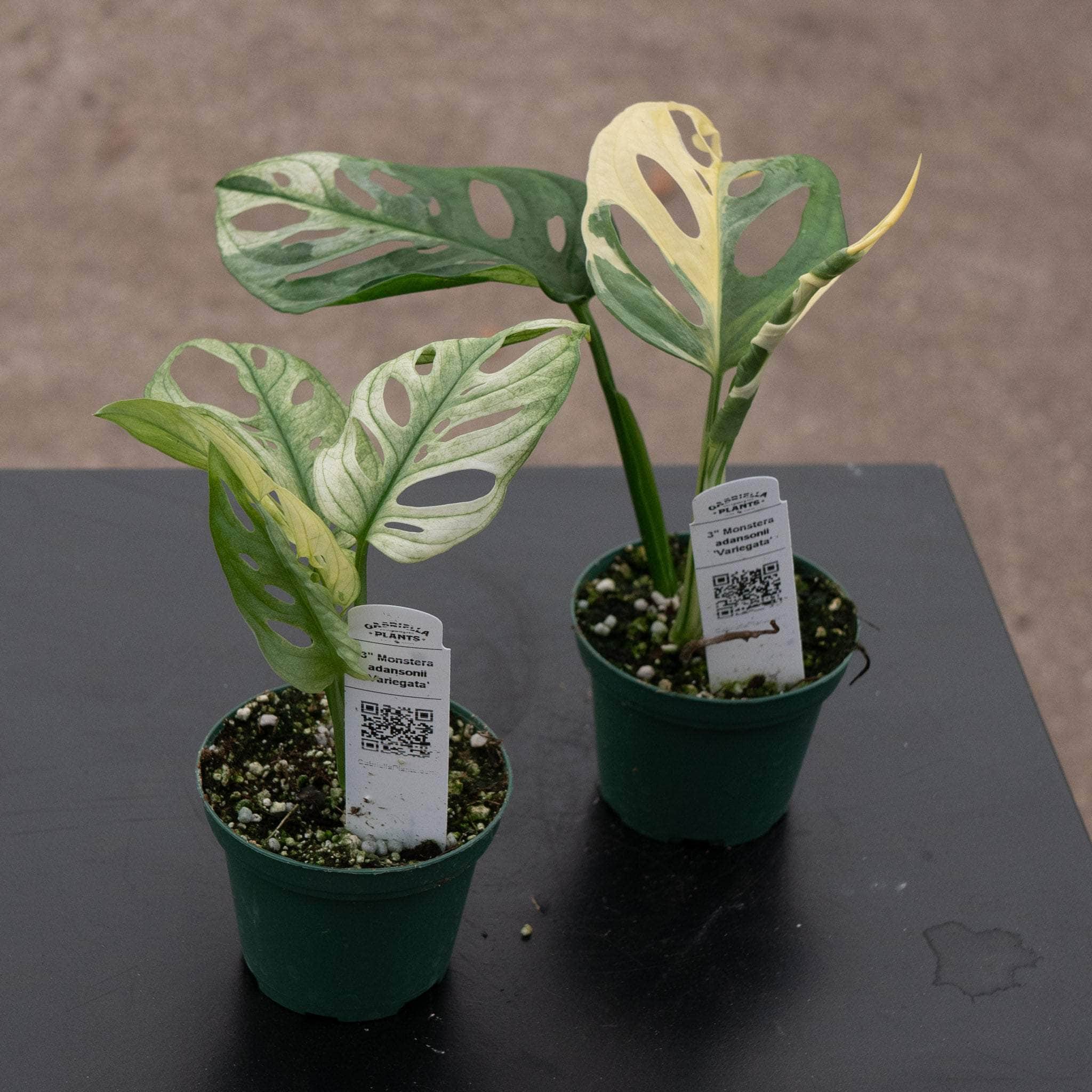 Monstera adansonii 'Variegata' - Gabriella Plants