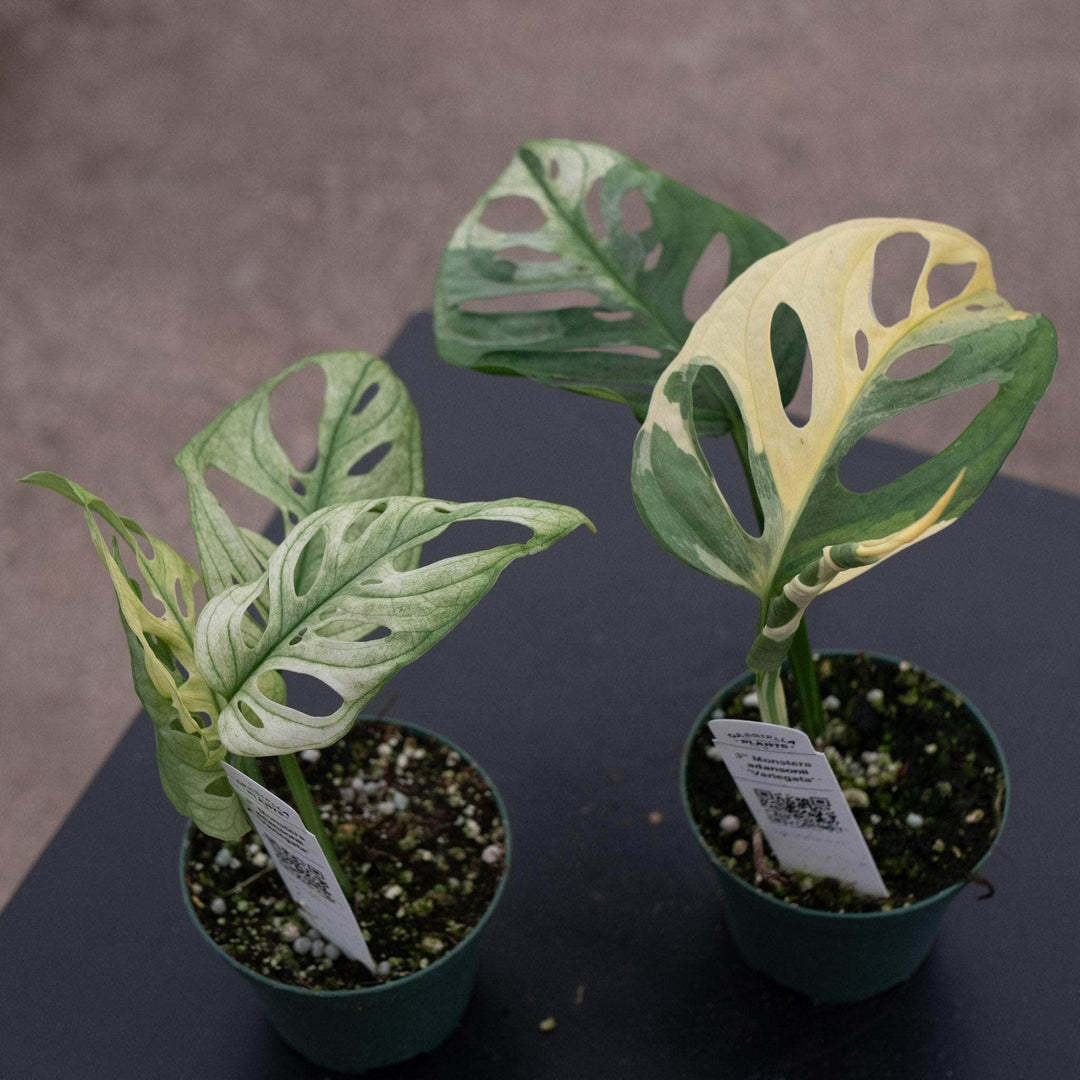 image.title Adansonii Variegata: A Guide To The Rare And Beautiful