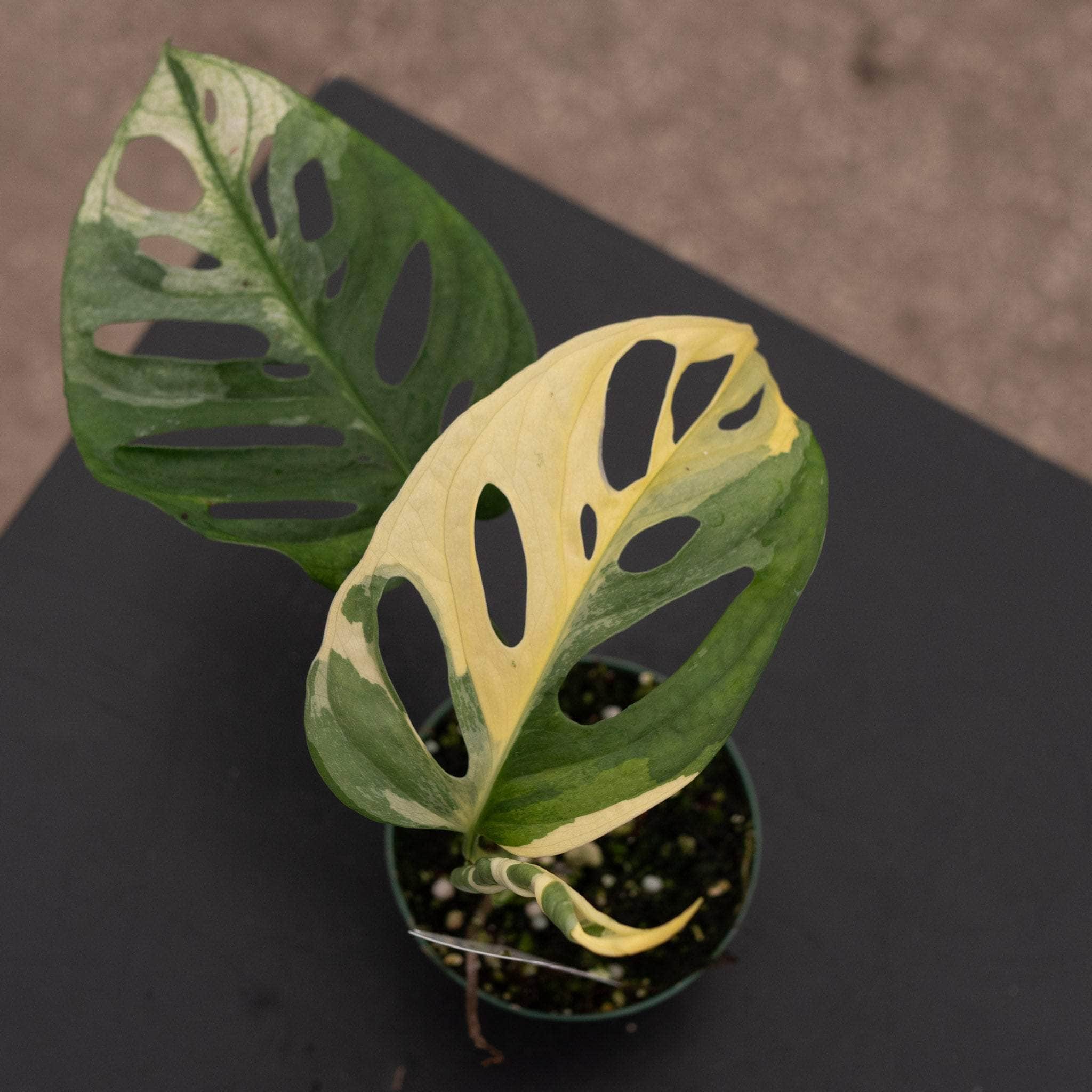 KhK-13》Monstera adansonii variegata “mint” モンステラ