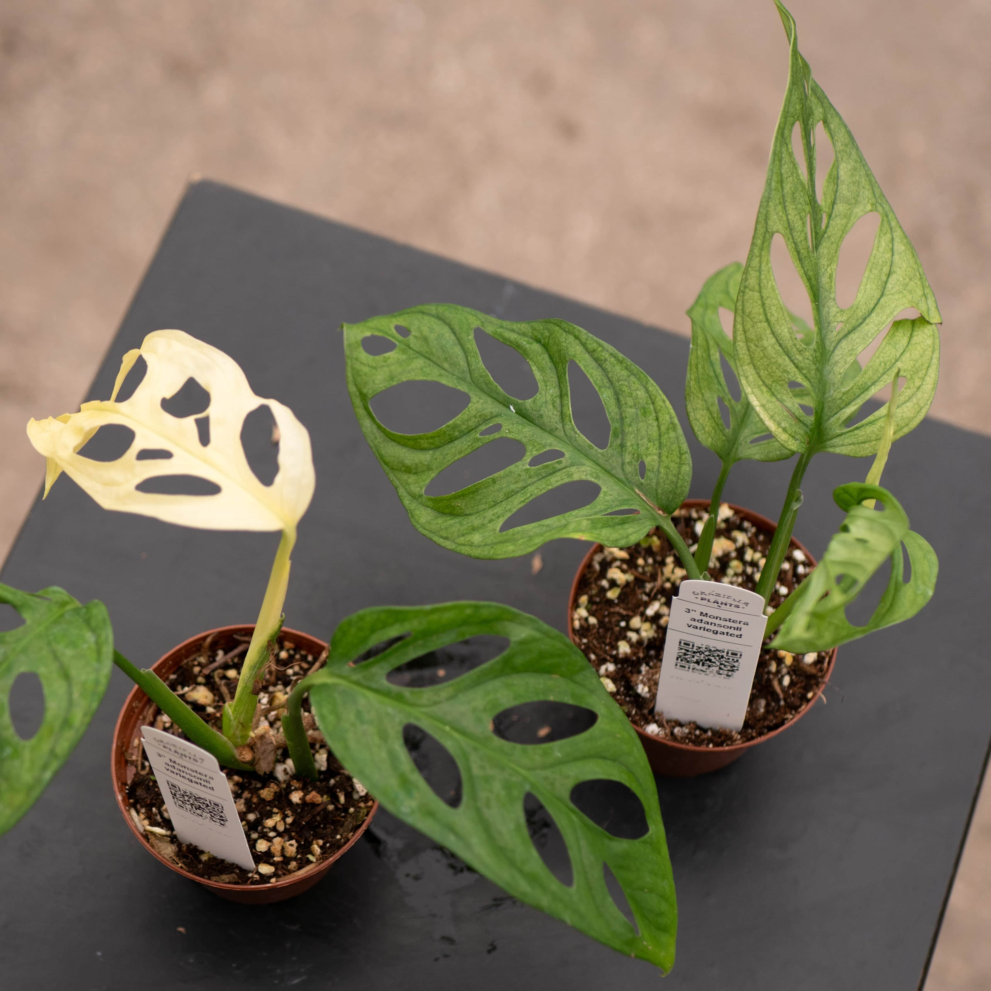 Monstera adansonii 'Variegata' - Gabriella Plants