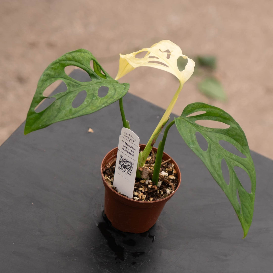 Gabriella Plants Monstera 3" Monstera adansonii ’Variegata’