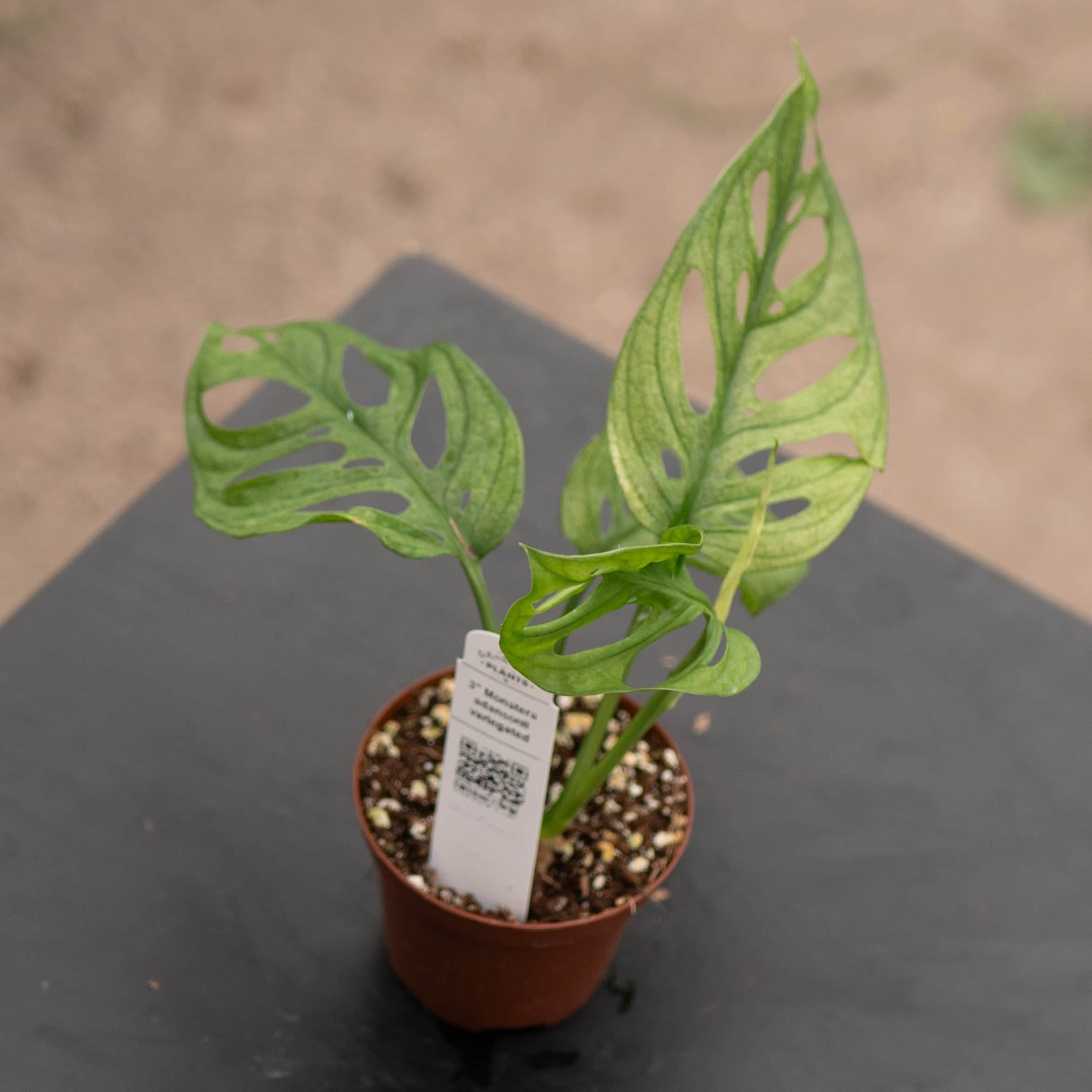 Monstera adansonii 'Variegata' - Gabriella Plants