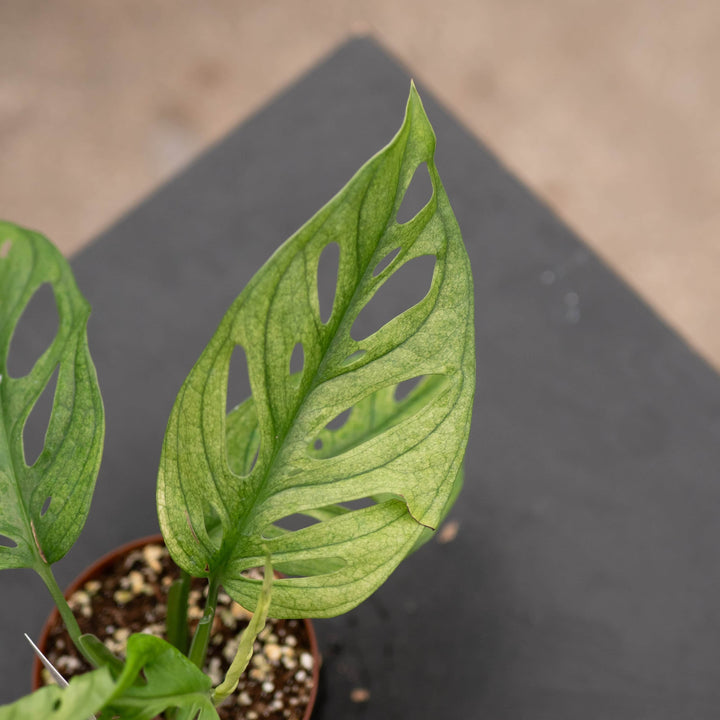Gabriella Plants Monstera 3" Monstera adansonii ’Variegata’