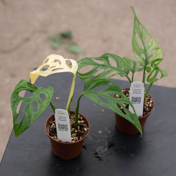 Gabriella Plants Monstera 3" Monstera adansonii ’Variegata’