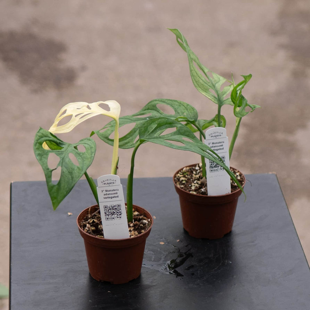Gabriella Plants Monstera 3" Monstera adansonii ’Variegata’