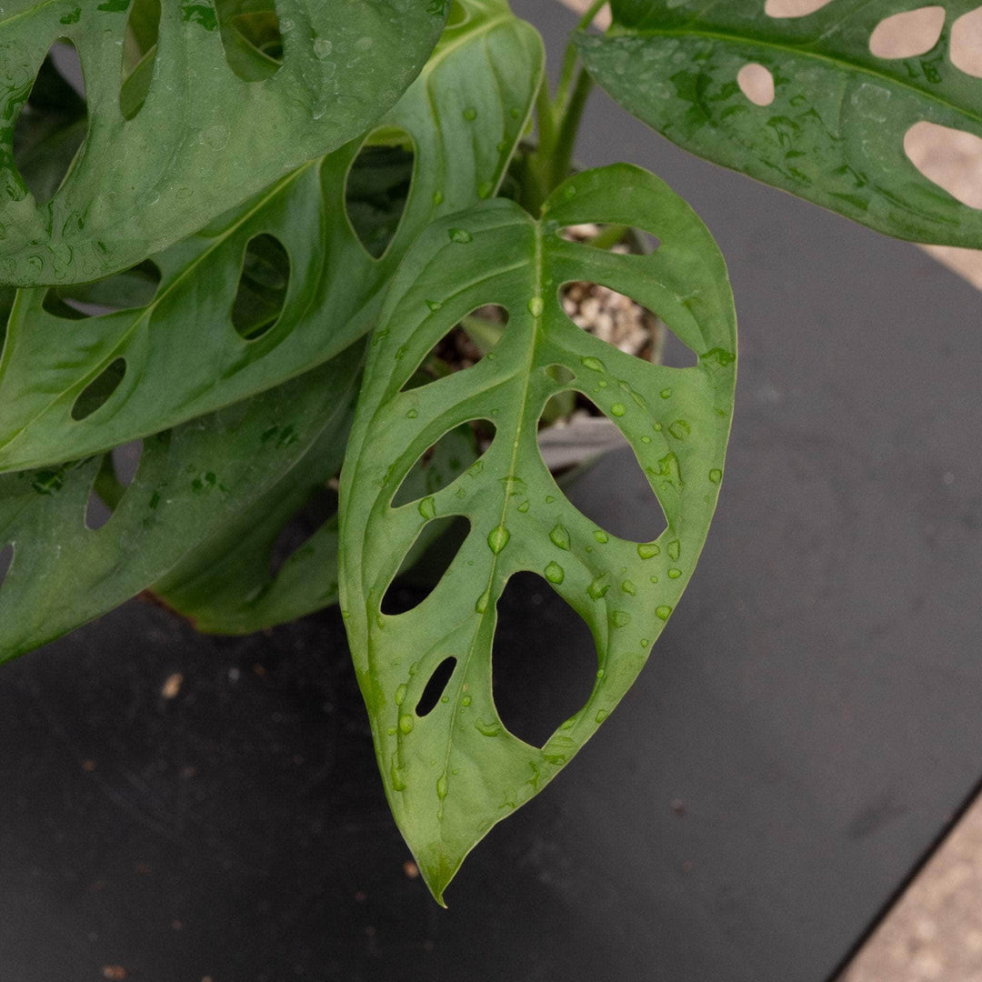 Gabriella Plants Monstera Monstera adansonii Wide Leaf