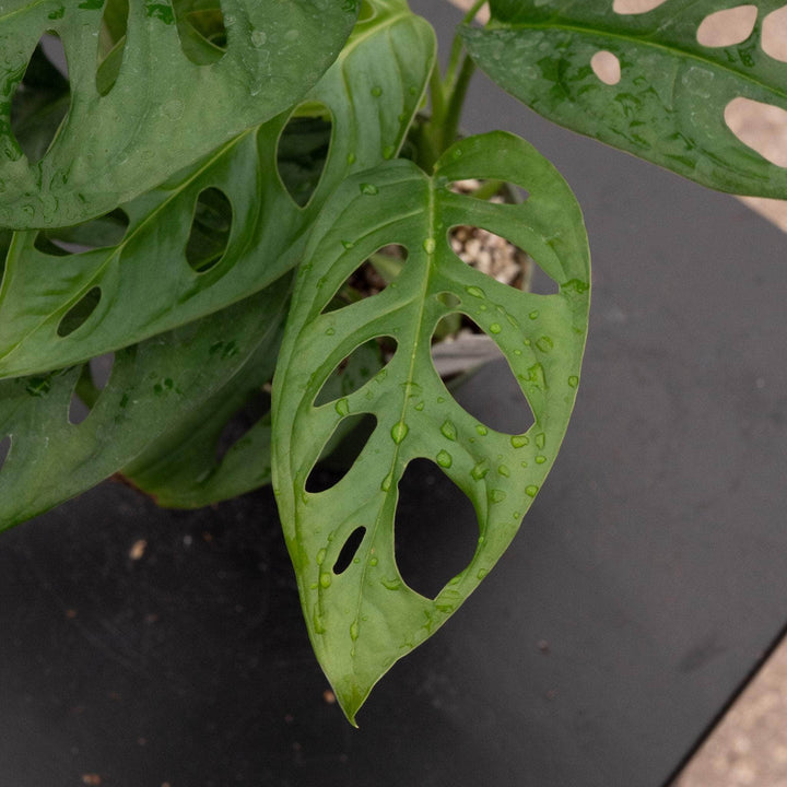 Gabriella Plants Monstera Monstera adansonii Wide Leaf