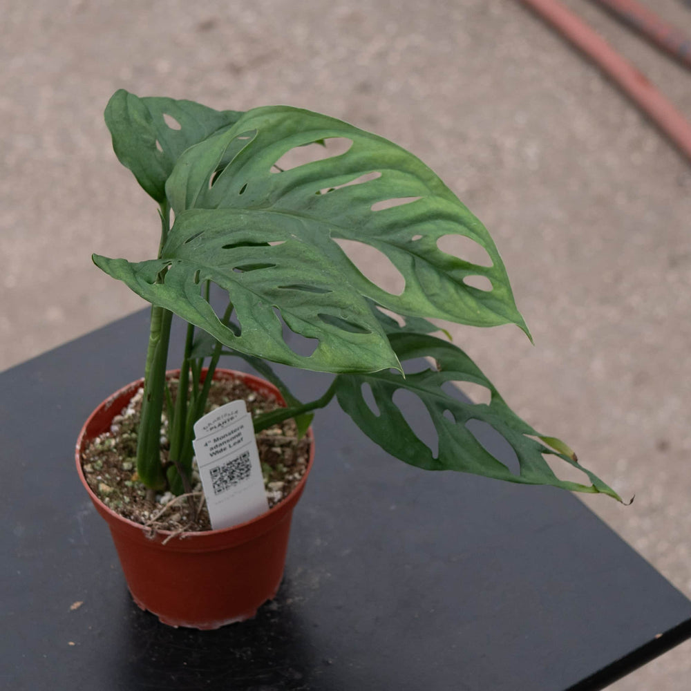 Gabriella Plants Monstera Monstera adansonii Wide Leaf