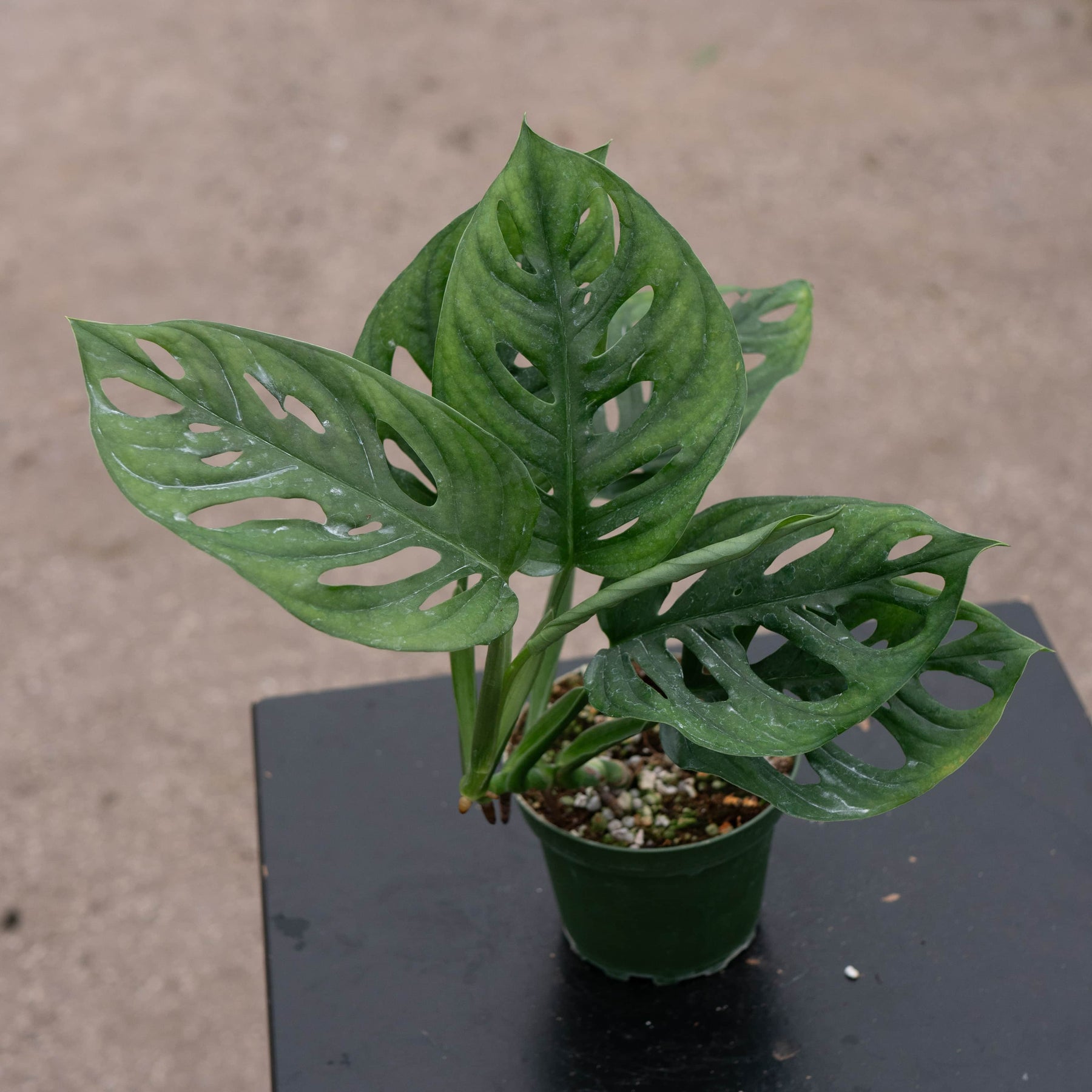 large monstera adansonii for sale Monstera adansonii Wide Leaf