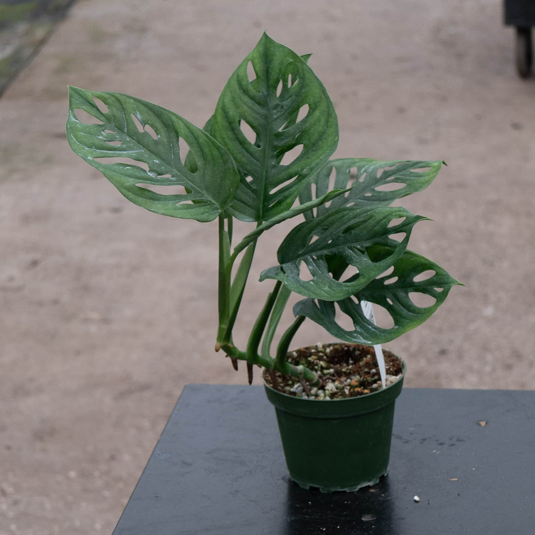 monstera v Monstera adansonii Wide Leaf