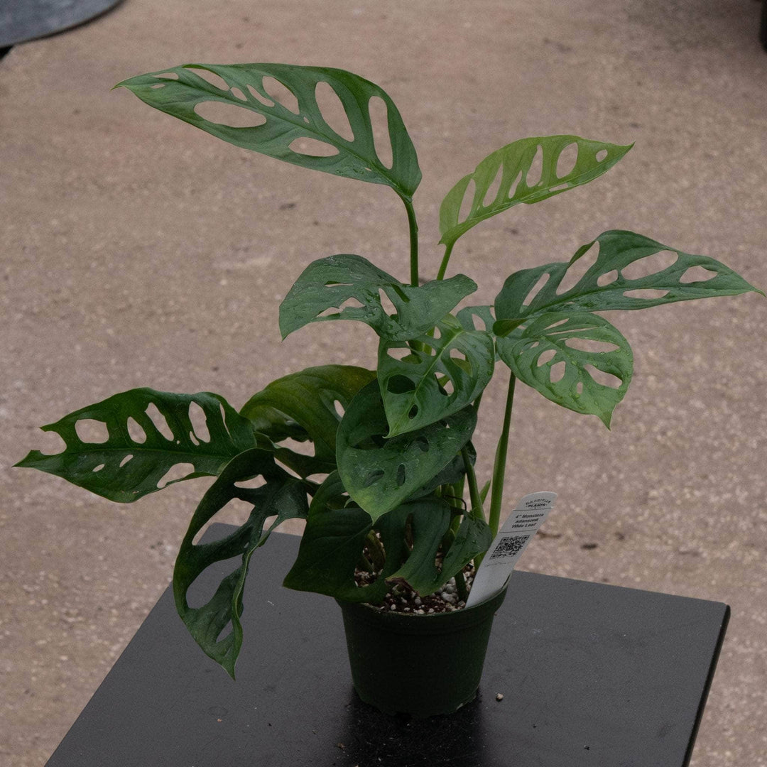 Gabriella Plants Monstera 4" Monstera adansonii Wide Leaf