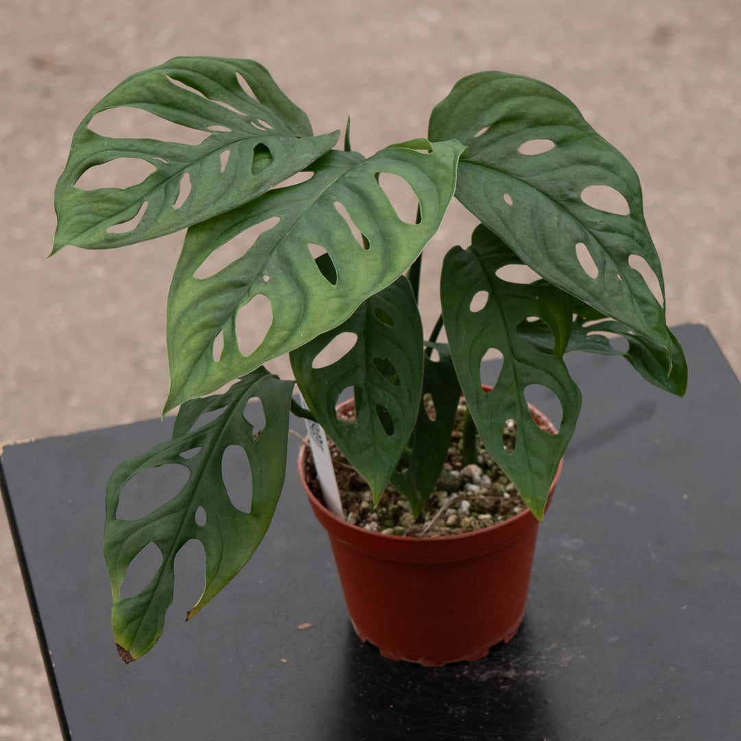 Gabriella Plants Monstera 4" Monstera adansonii Wide Leaf