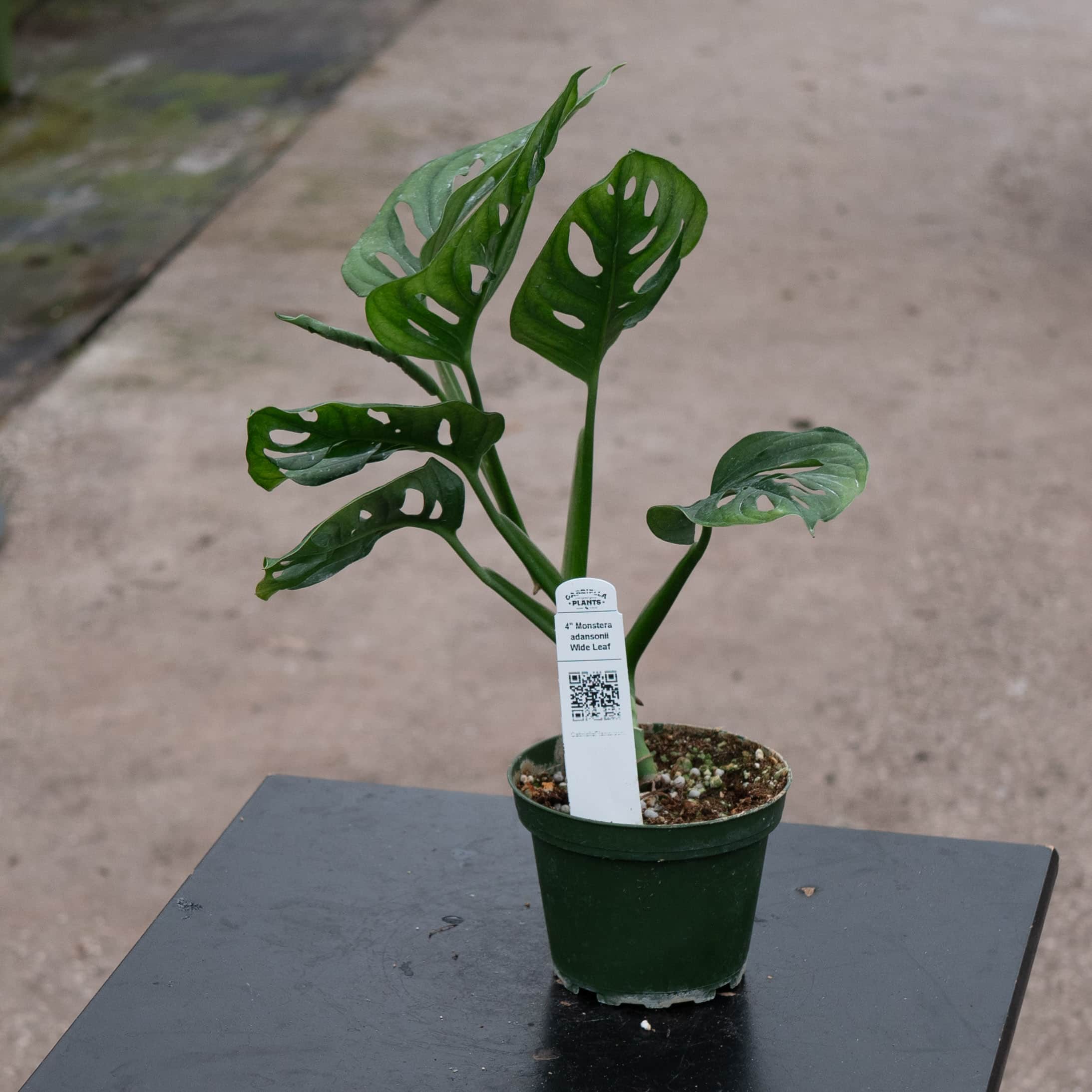 Monstera adansonii Wide Leaf