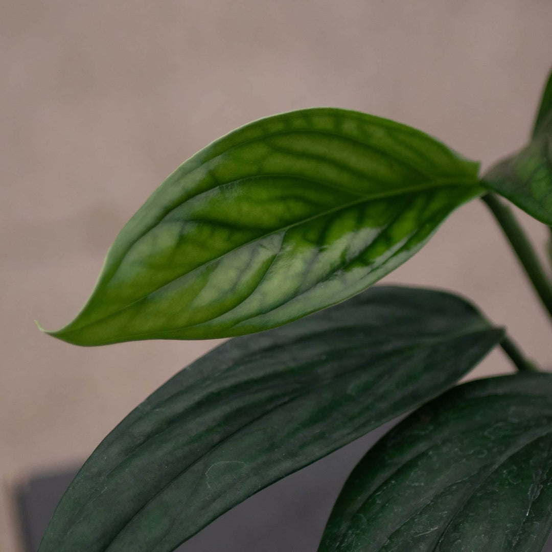 Gabriella Plants Monstera 3" Monstera aureopinnata