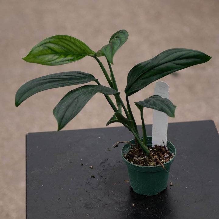 Gabriella Plants Monstera 3" Monstera aureopinnata