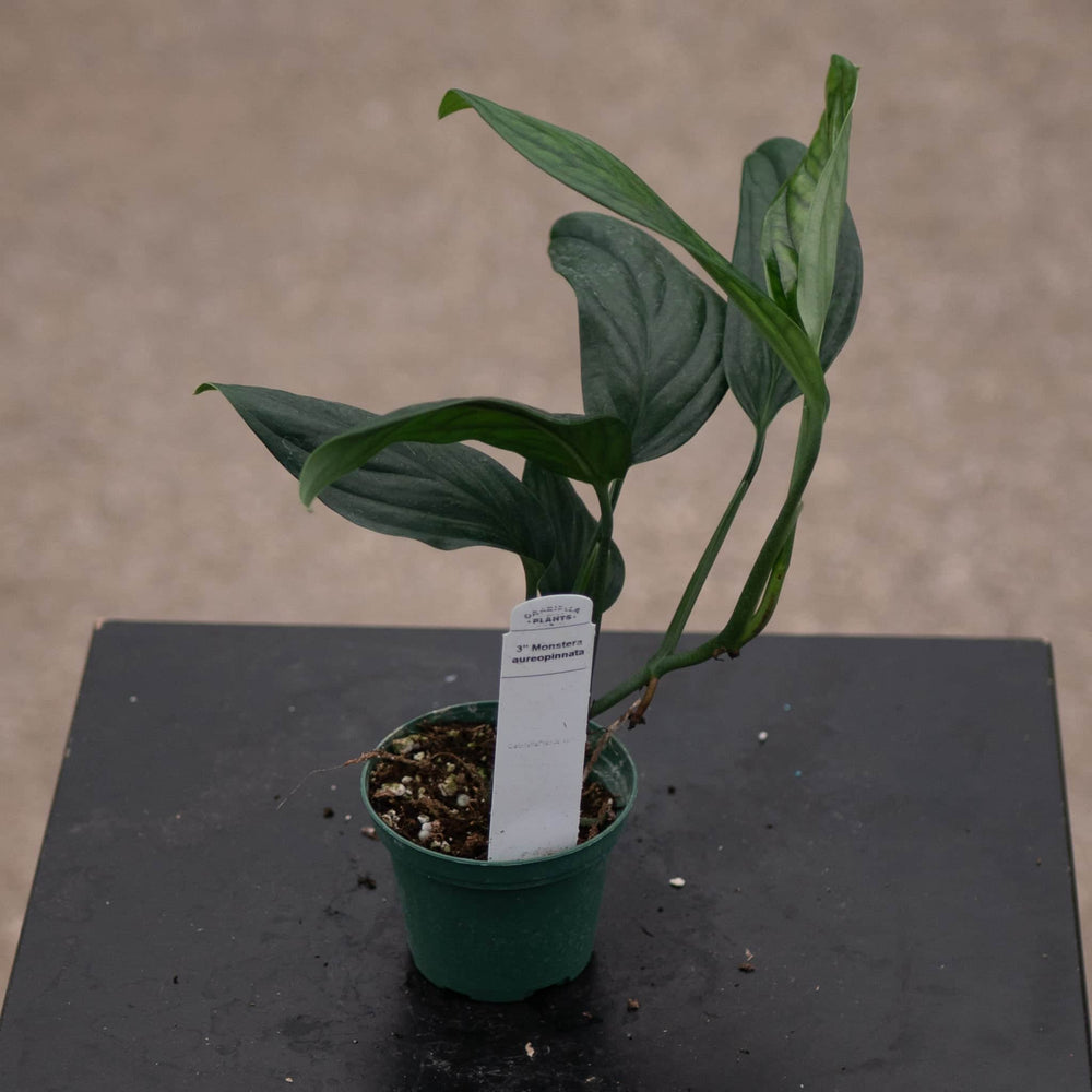 Gabriella Plants Monstera 3" Monstera aureopinnata