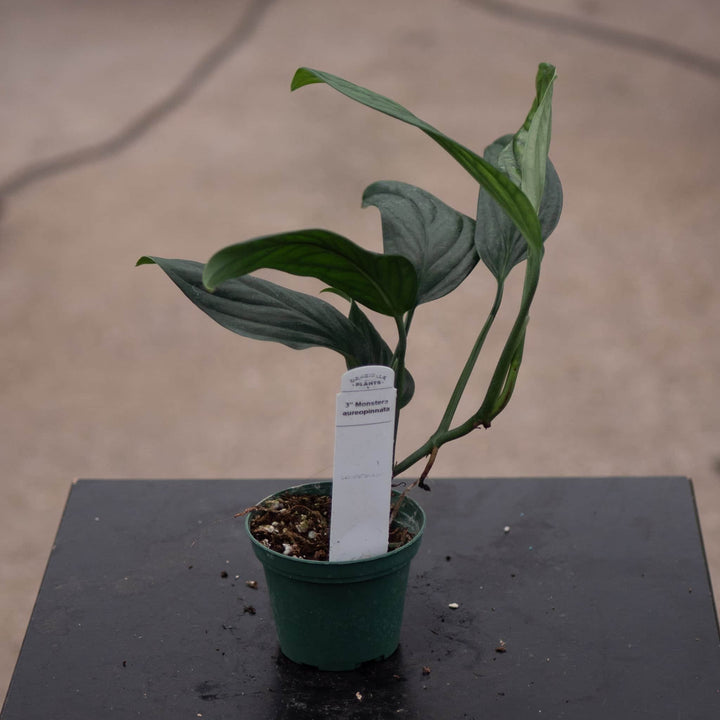 Gabriella Plants Monstera 3" Monstera aureopinnata