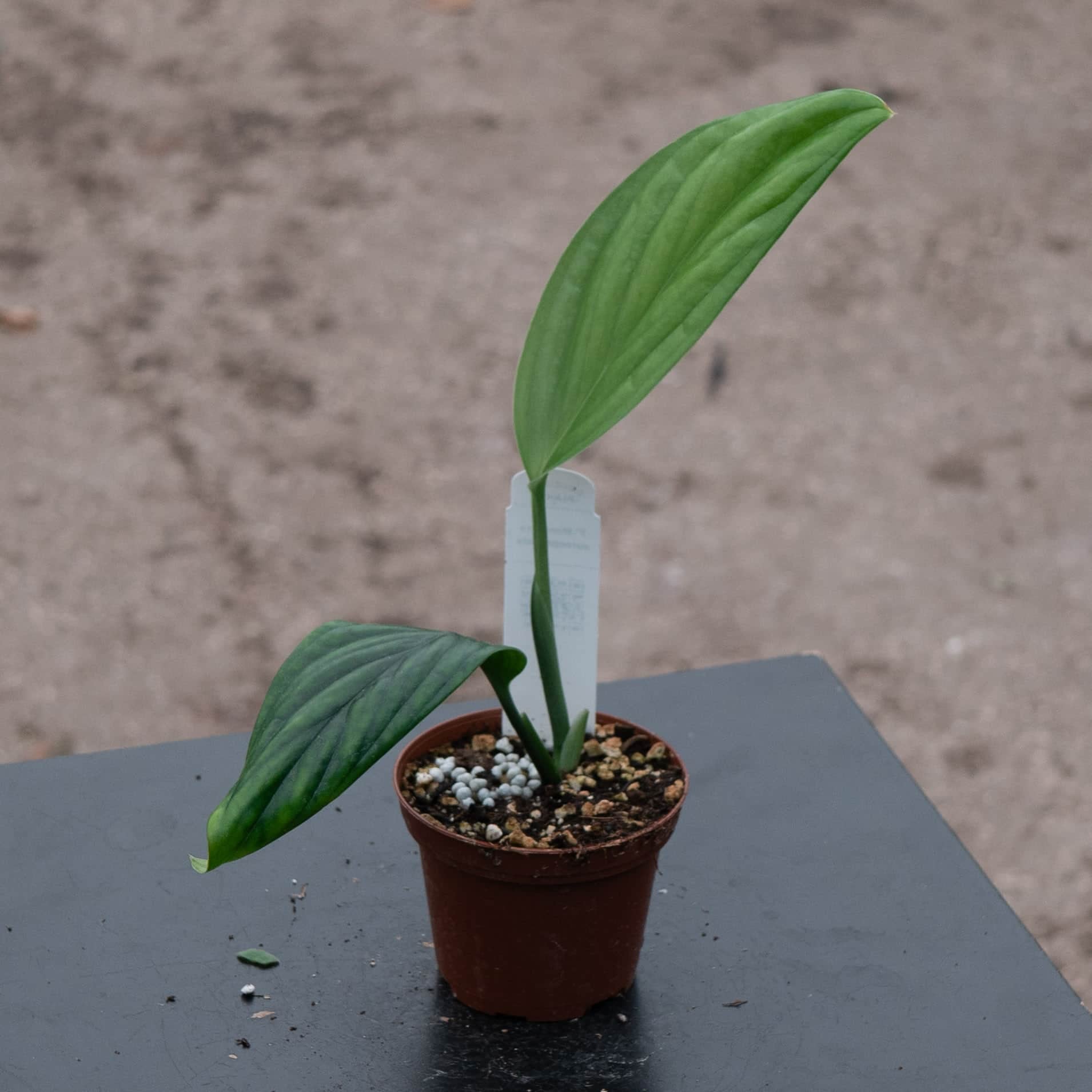 monstera deliciosa 1910 Monstera aureopinnata