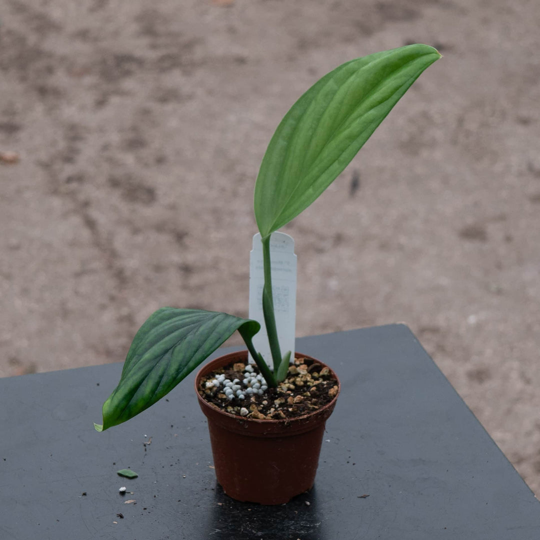 monstera aureopinnata Monstera aureopinnata