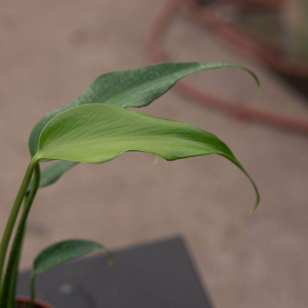Gabriella Plants Monstera Monstera ‘Burle Marx Flame’