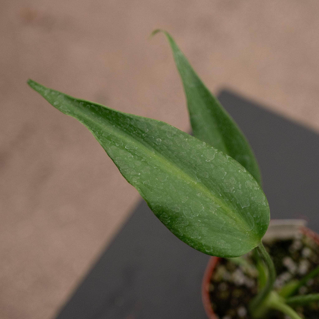Gabriella Plants Monstera Monstera ‘Burle Marx Flame’