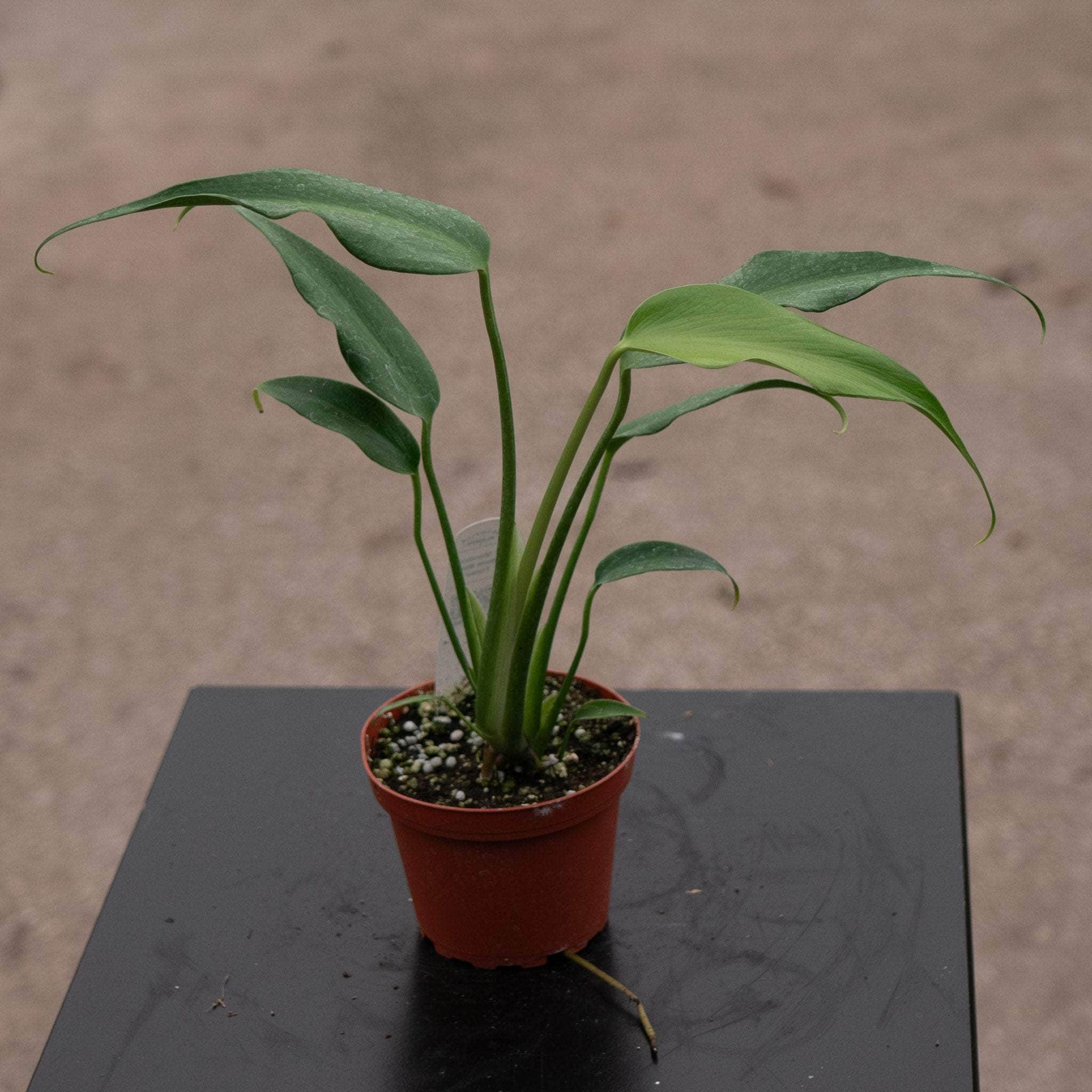 Monstera 'Burle Marx Flame' - Gabriella Plants