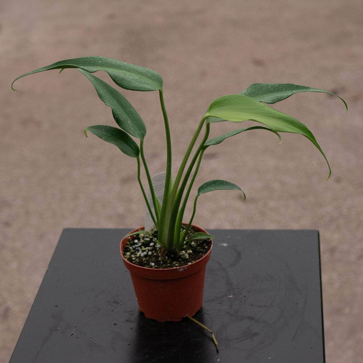 Gabriella Plants Monstera Monstera ‘Burle Marx Flame’