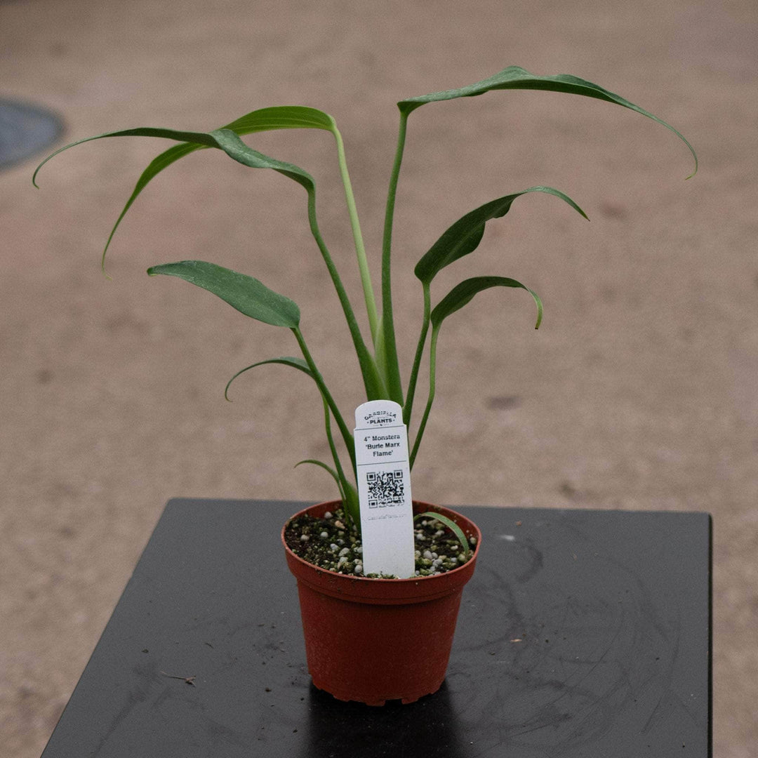Gabriella Plants Monstera 4" Monstera ‘Burle Marx Flame’