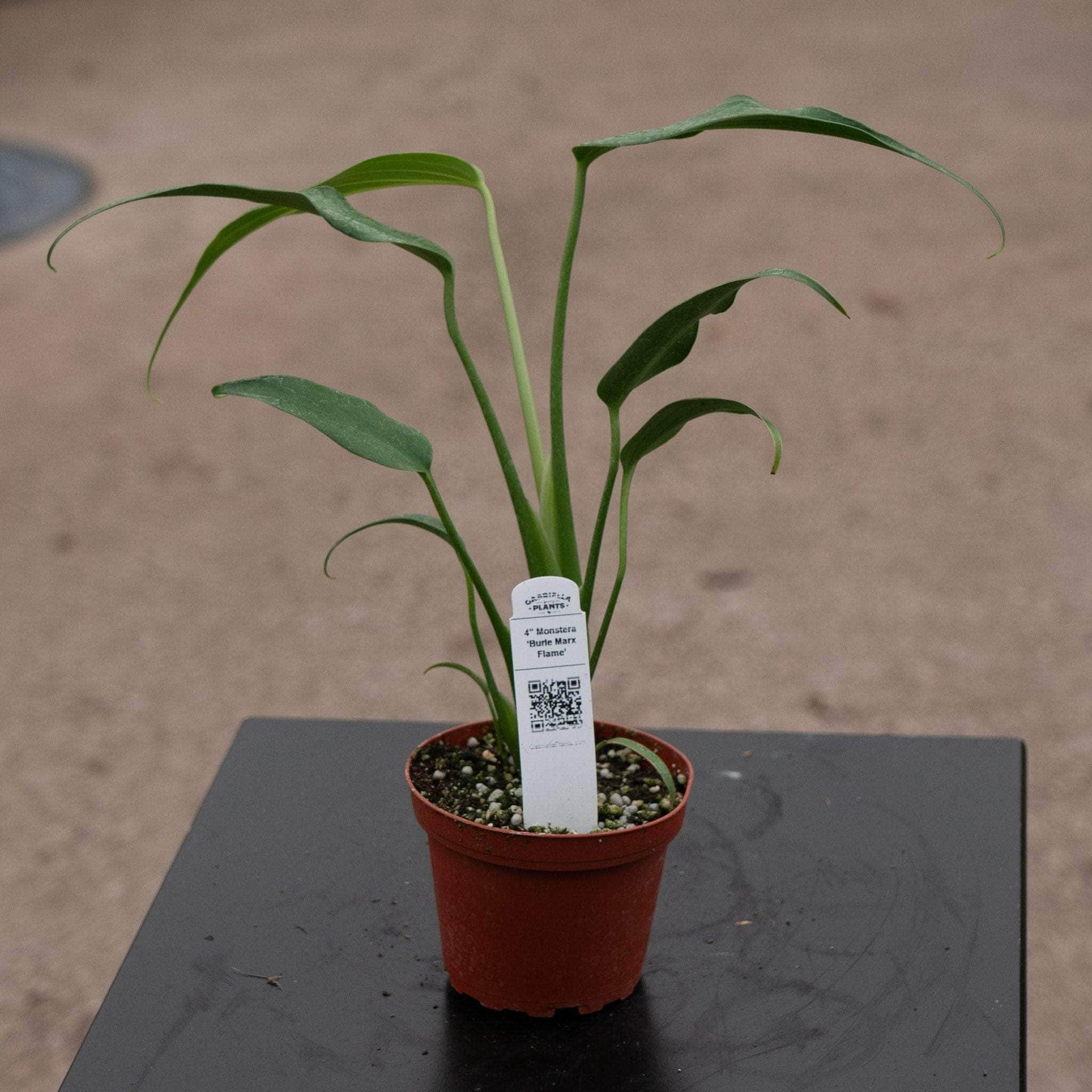 monstera burle max Monstera 'Burle Marx Flame'