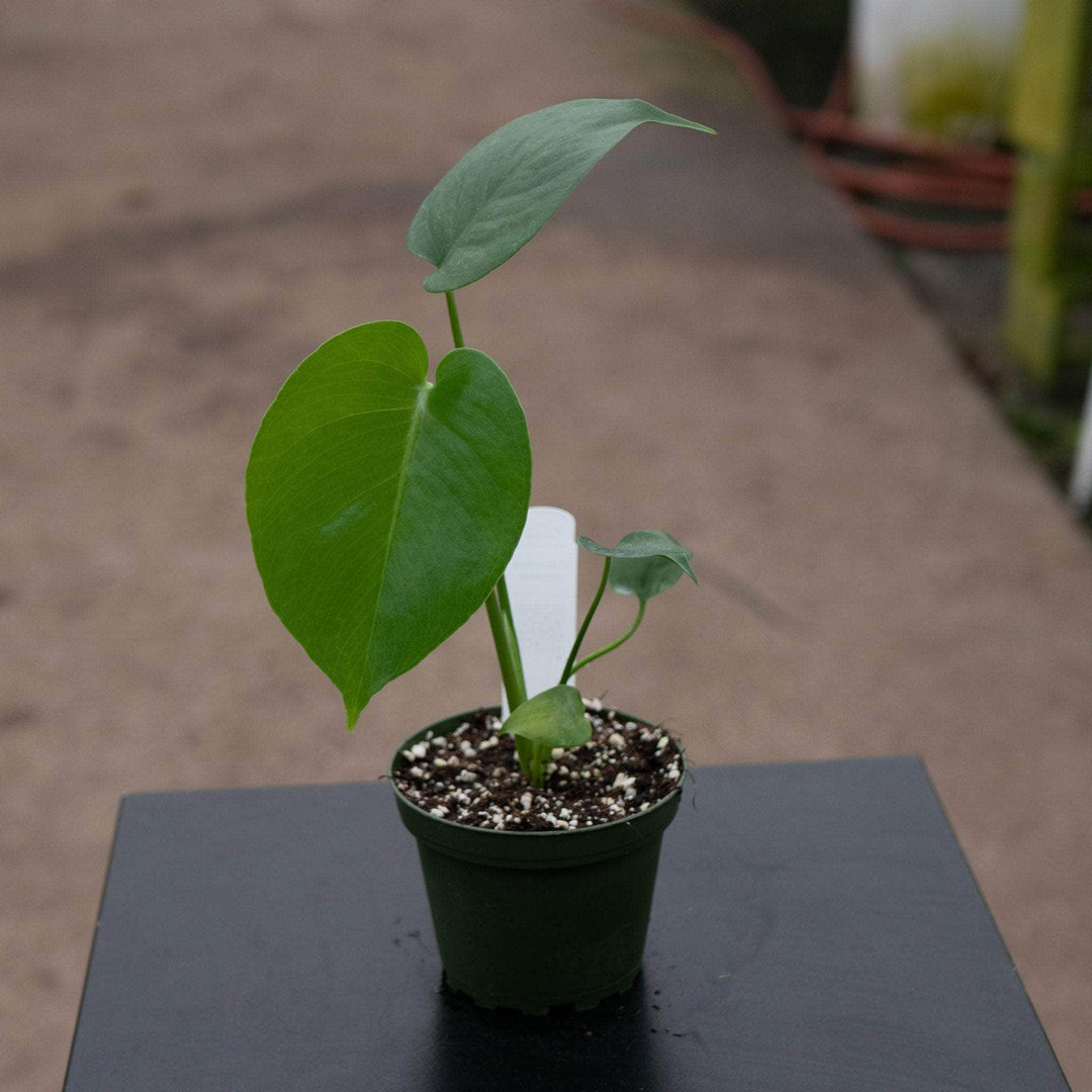 isabella aka monstera deliciosa Monstera deliciosa