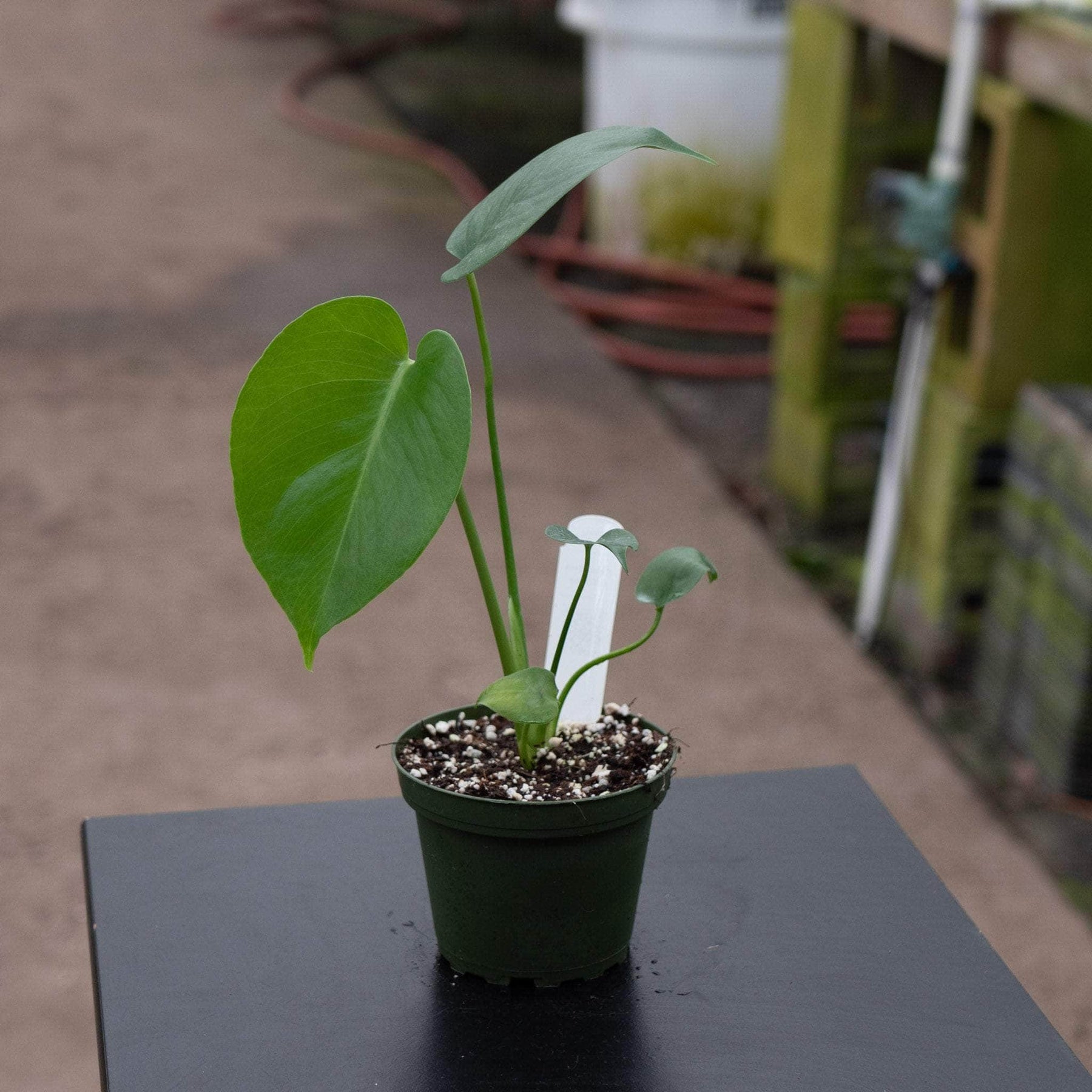 monstera plant seedling Monstera deliciosa