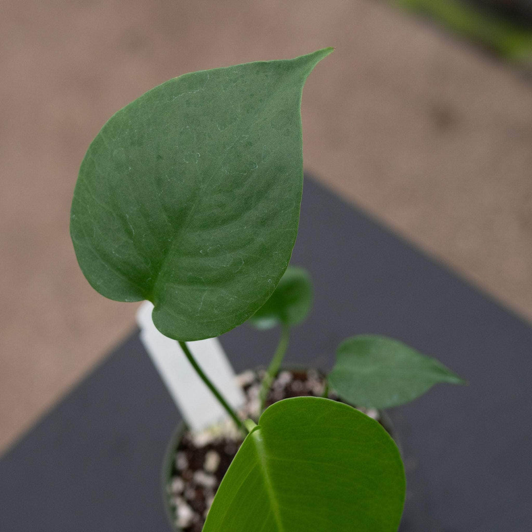 baby monstera deliciosa Monstera deliciosa