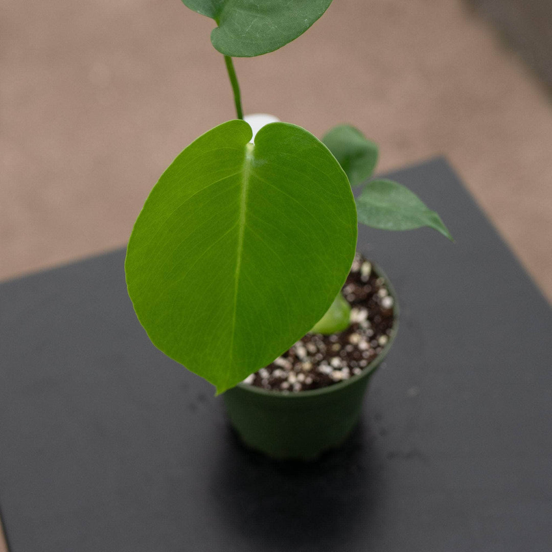 birgitt monstera deliciosa plant Monstera deliciosa