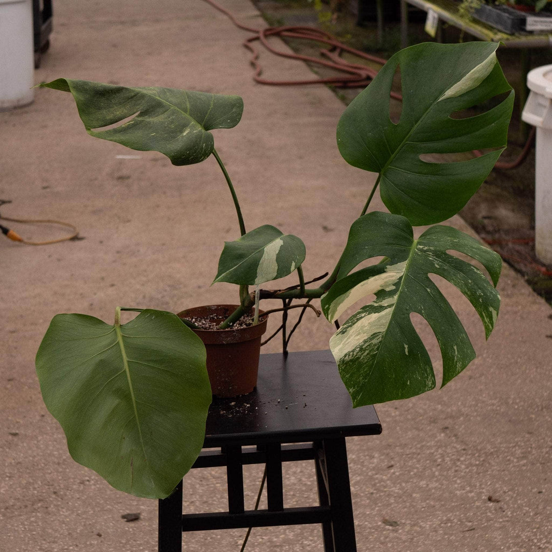 monstera deliciosa albovariegata Monstera deliciosa albo variegata