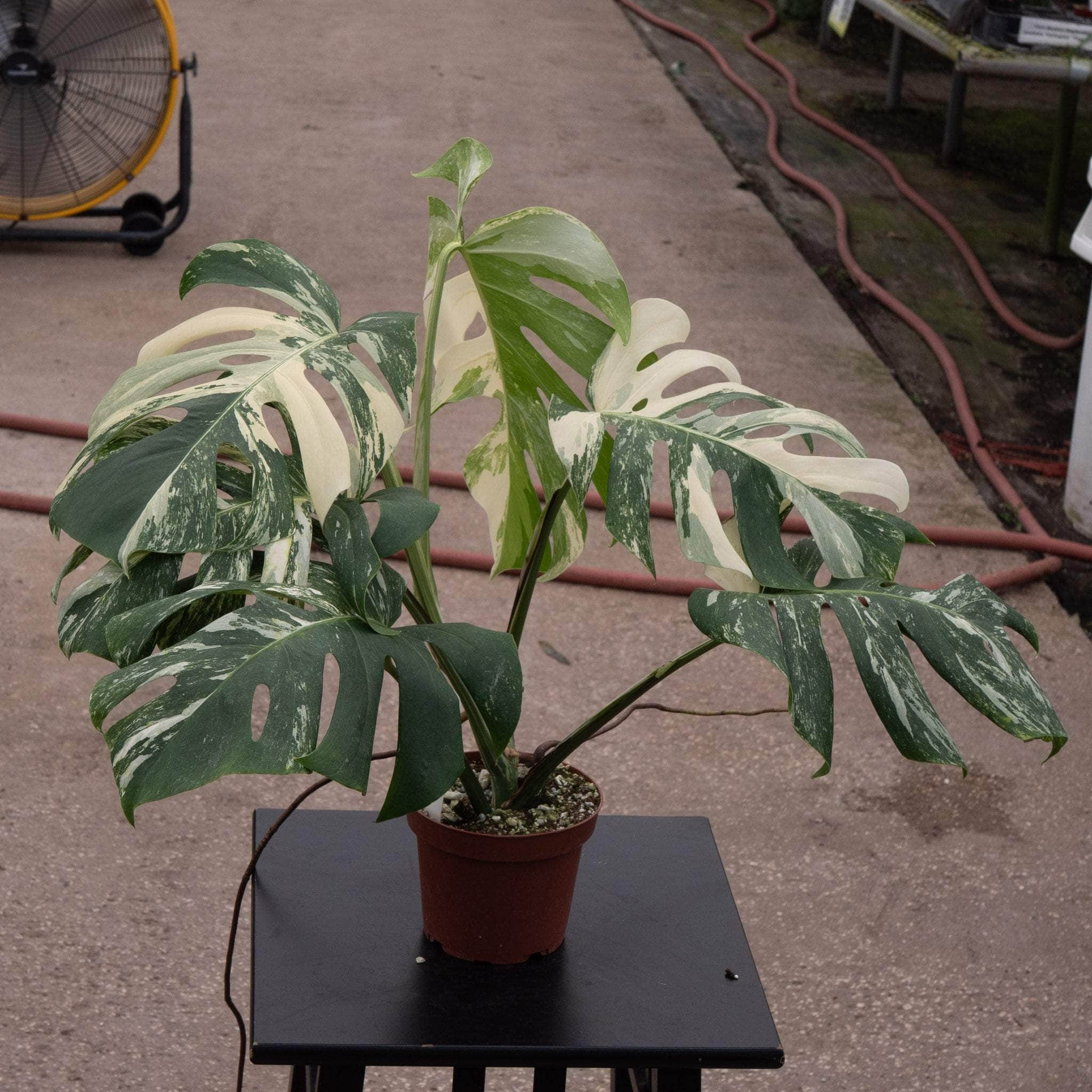 monstera variegated plant Monstera deliciosa albo variegata
