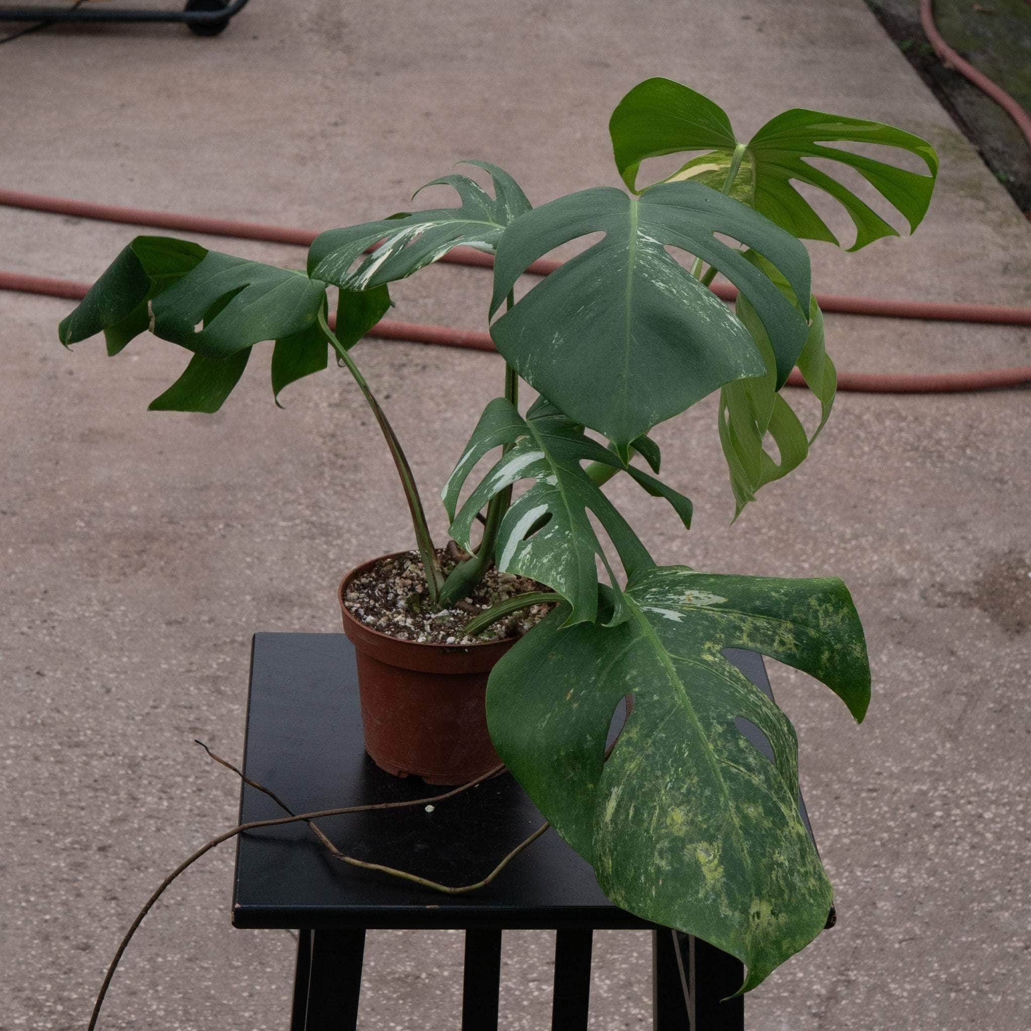 Monstera deliciosa albo variegata