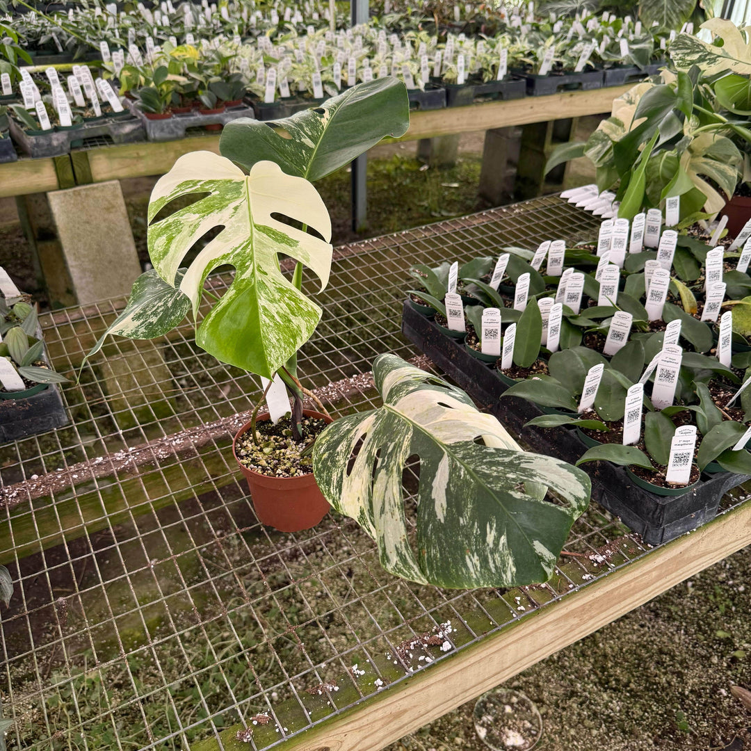 variegated monstera deliciosa albo Monstera deliciosa albo variegata