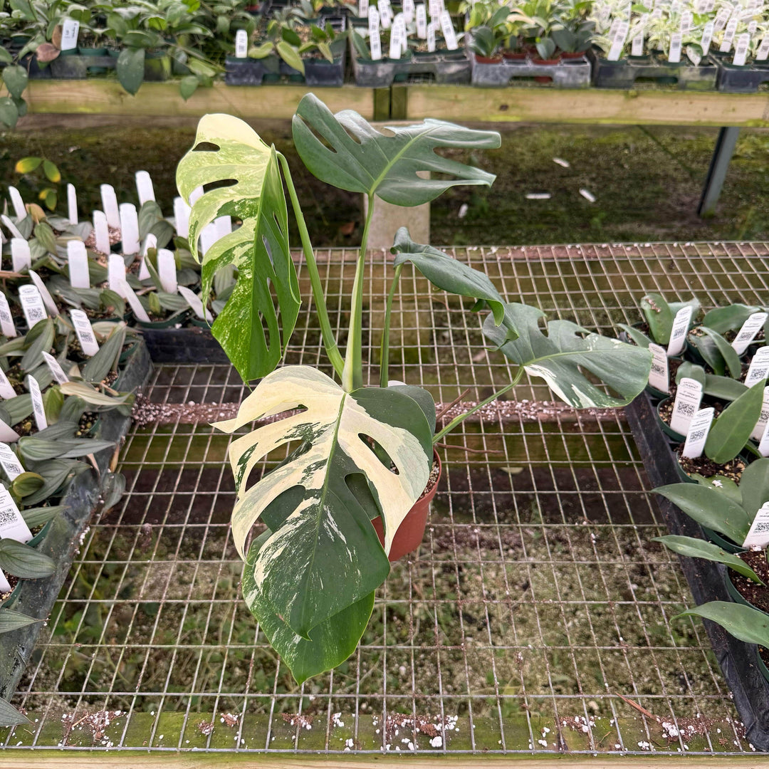 Gabriella Plants Monstera S-030 Monstera deliciosa albo variegata