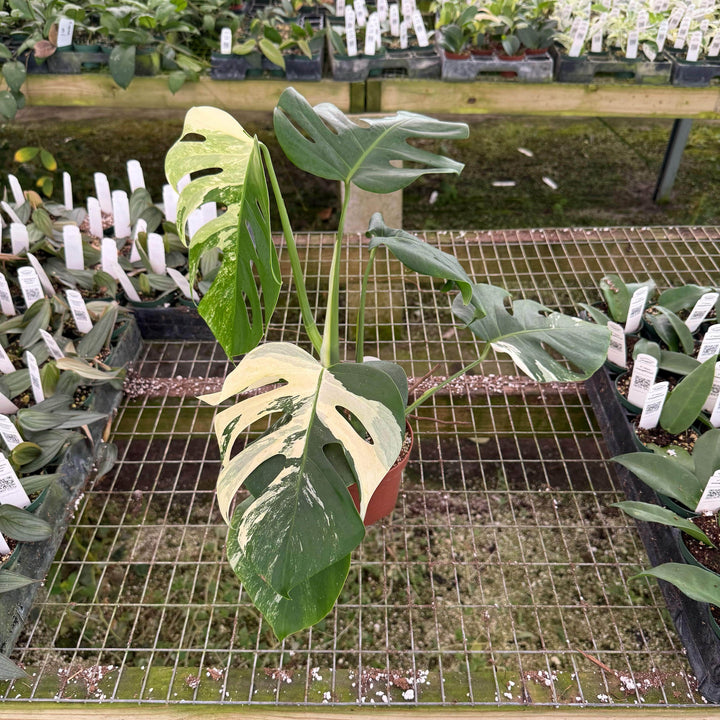 Gabriella Plants Monstera S-030 Monstera deliciosa albo variegata