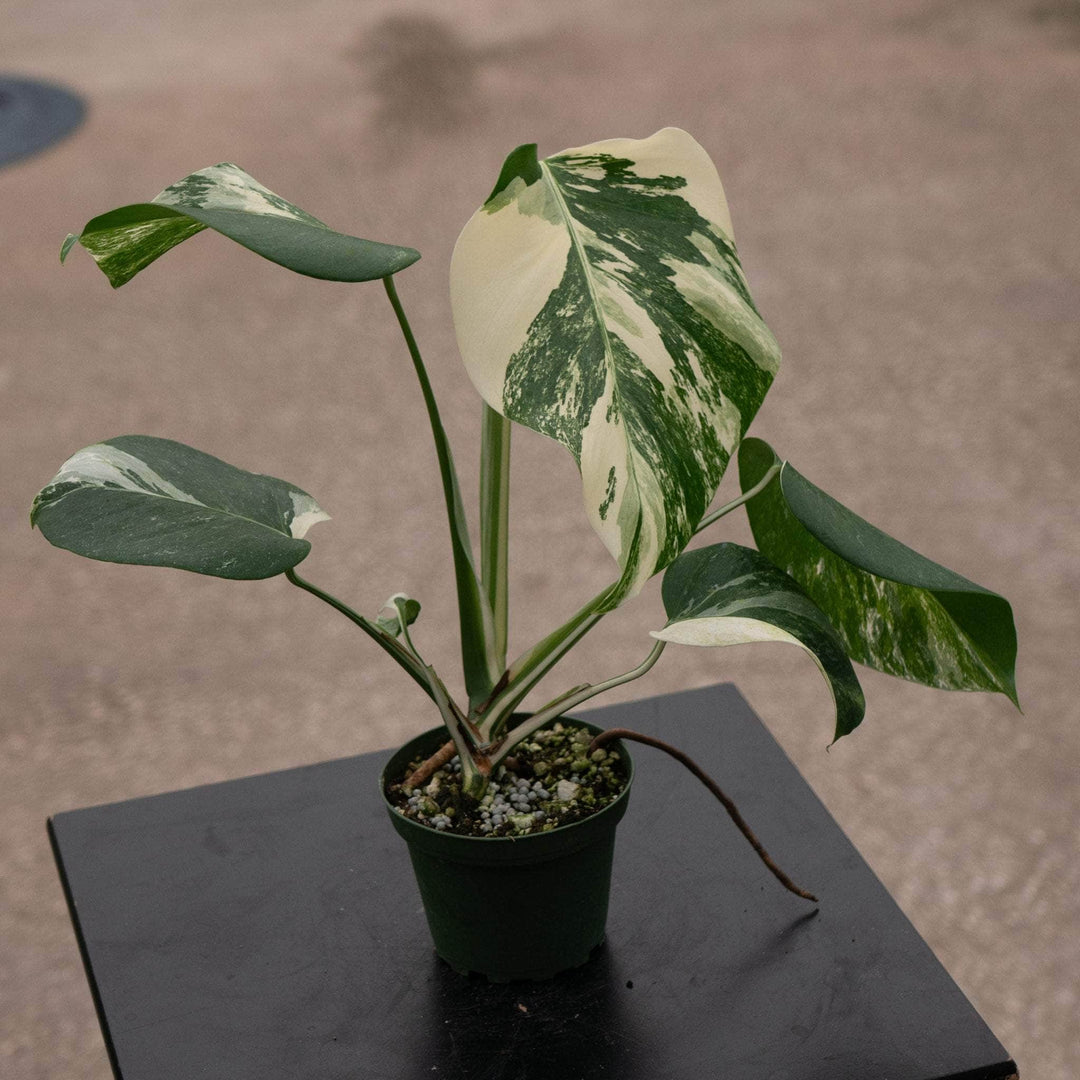 monstera deliciosa 'albo borsigiana' Monstera deliciosa albo variegata