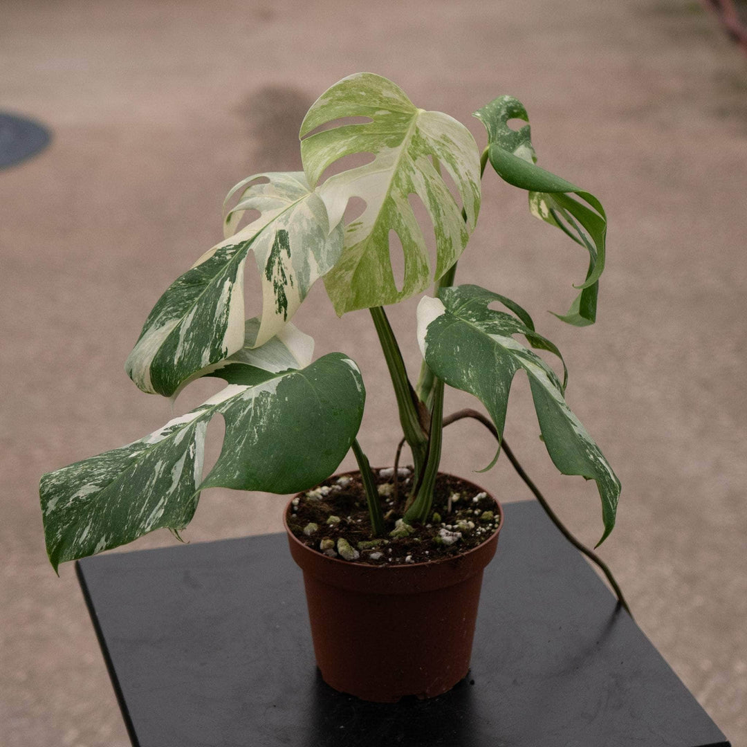gatenplant monstera deliciosa Monstera deliciosa albo variegata